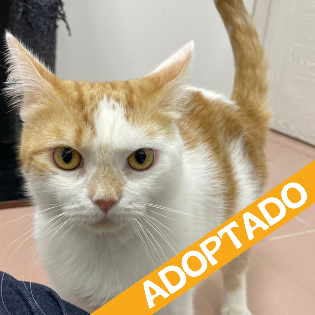 Ronnie. Adoptado dic'2025