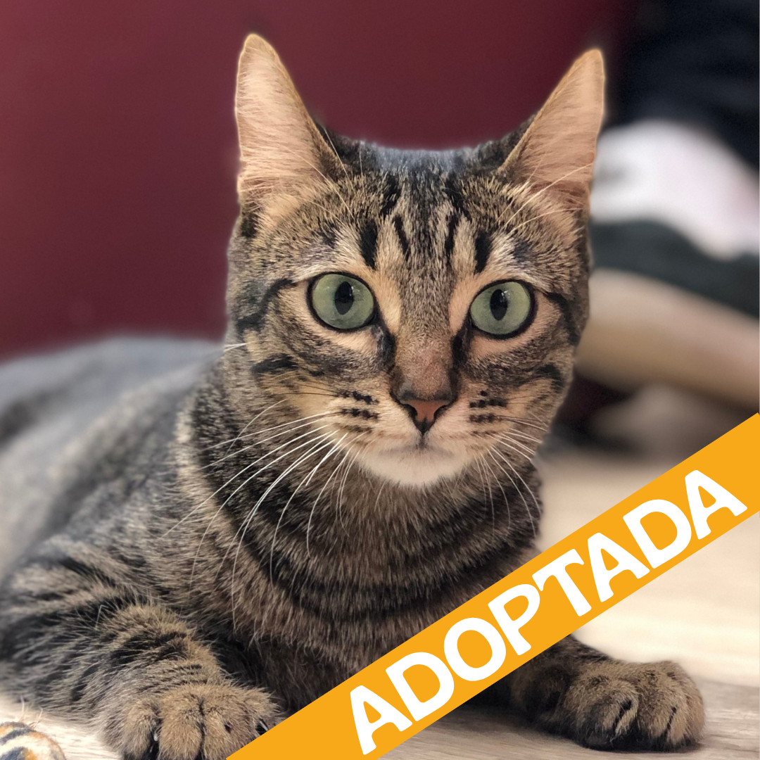ADOPTADO-20.png