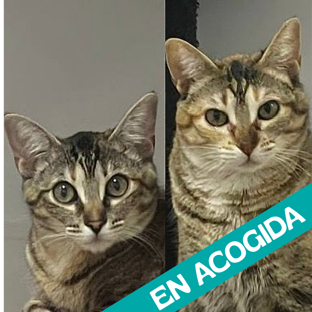 Sol y Luna