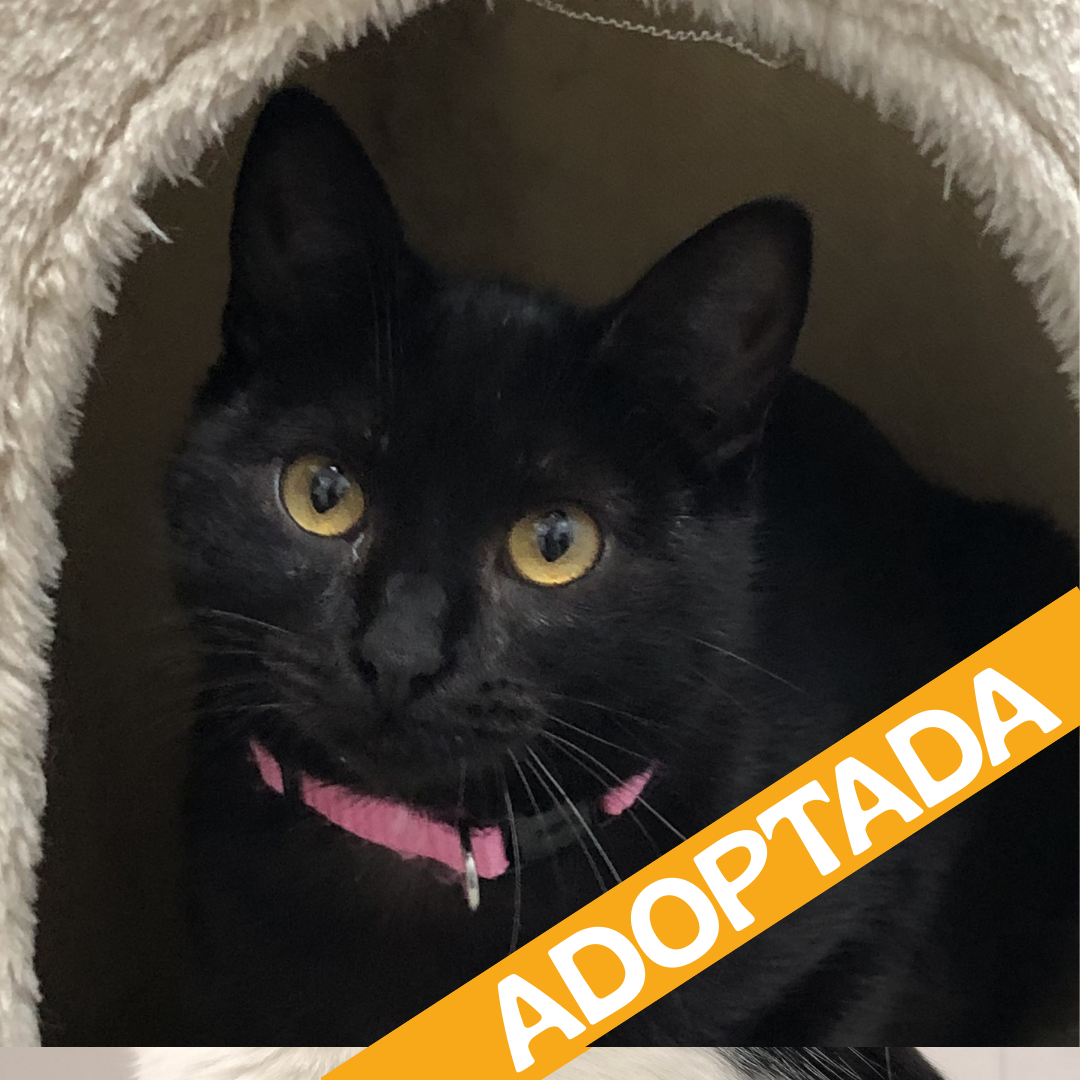 Blackpearl. Adoptada mar'2026.