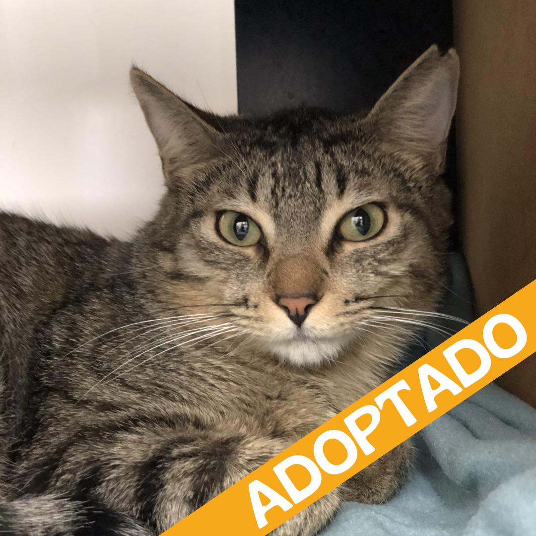 Dante. Adoptado may'2026