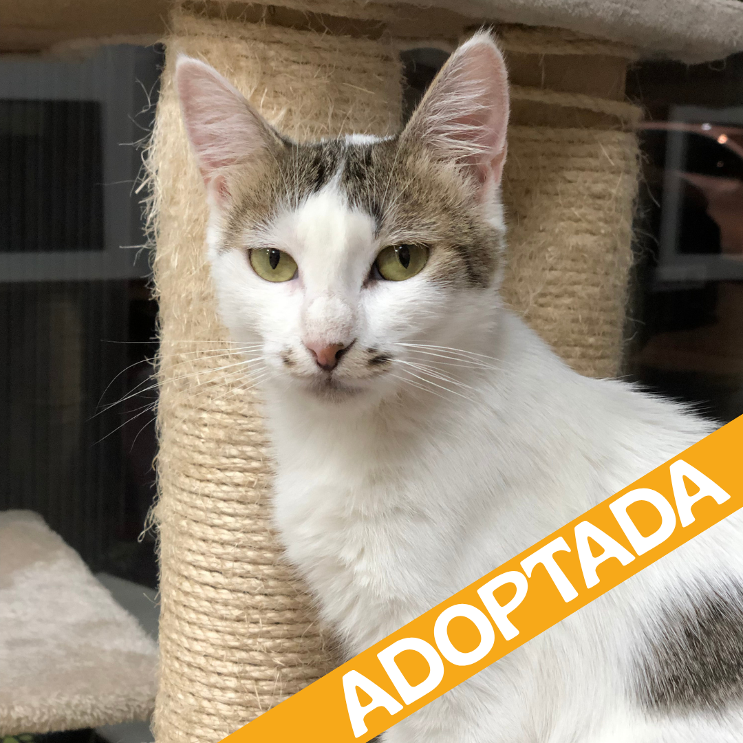 Cassie. Adoptada ago'2026.