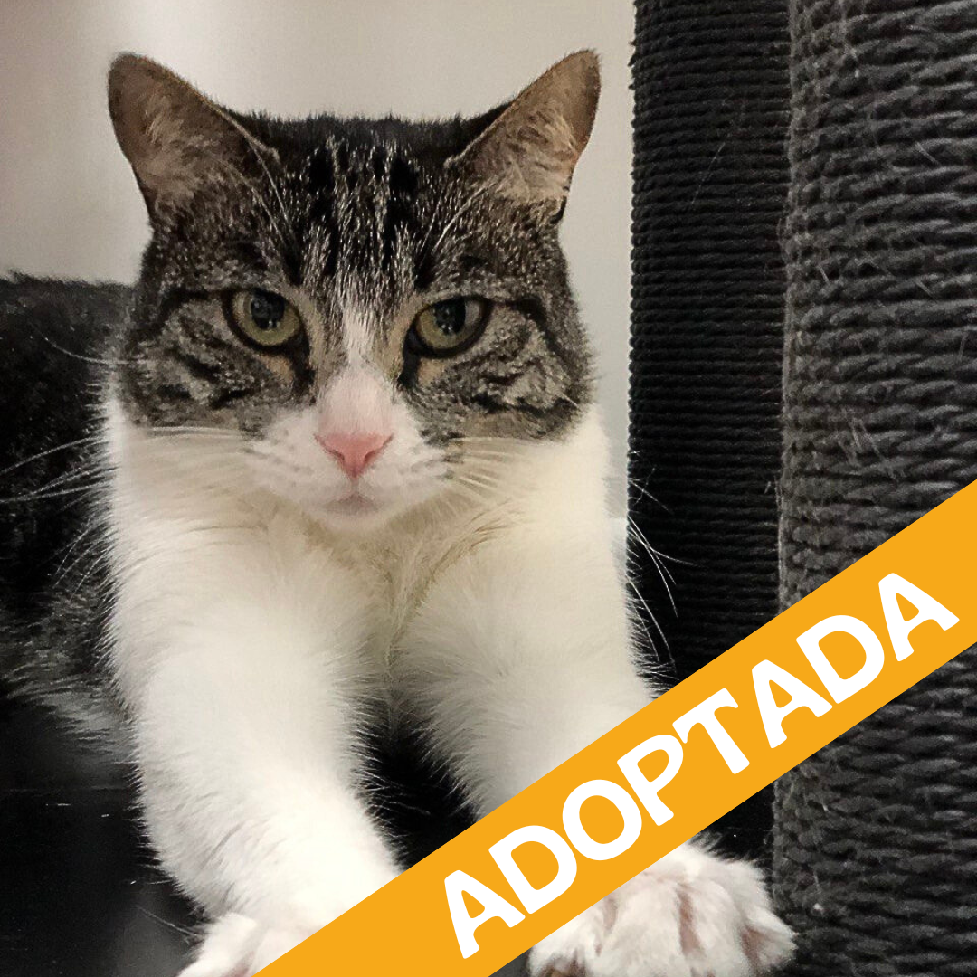 Carolina. Adoptada Ag'2025