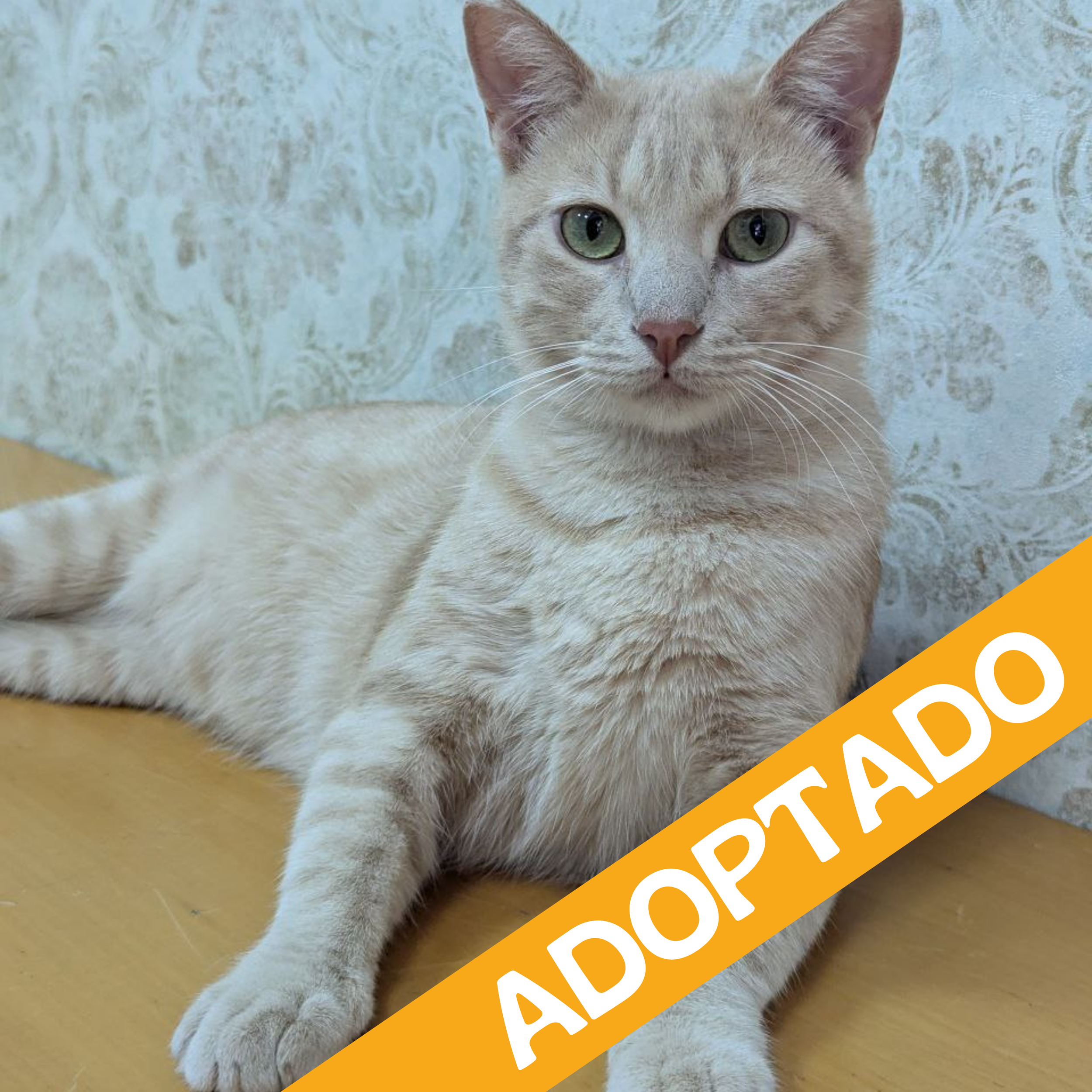 Dani. Adoptado Nov'2025