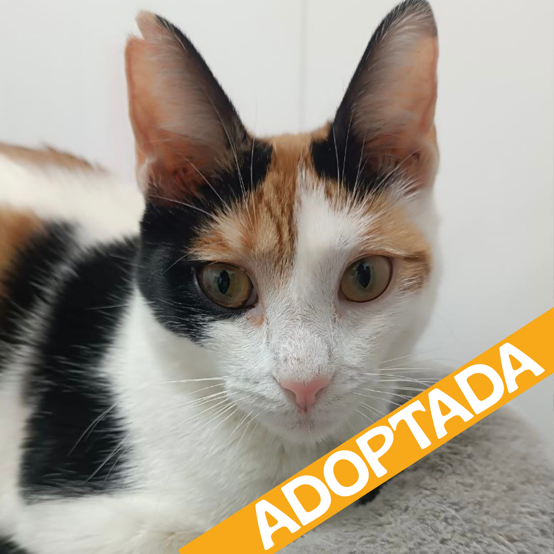 Milly. Adoptada enero 2026