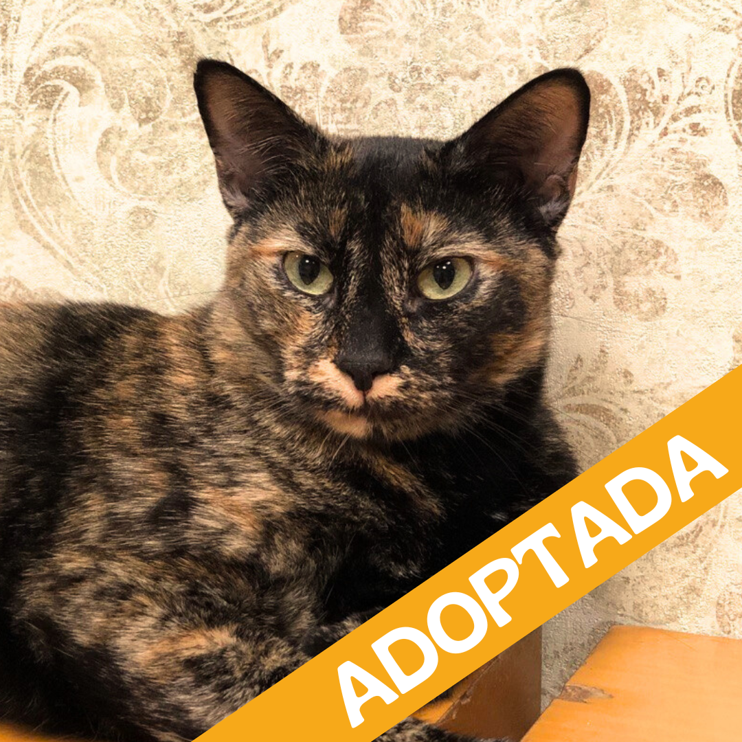 Bella. Adoptada Sep'2025