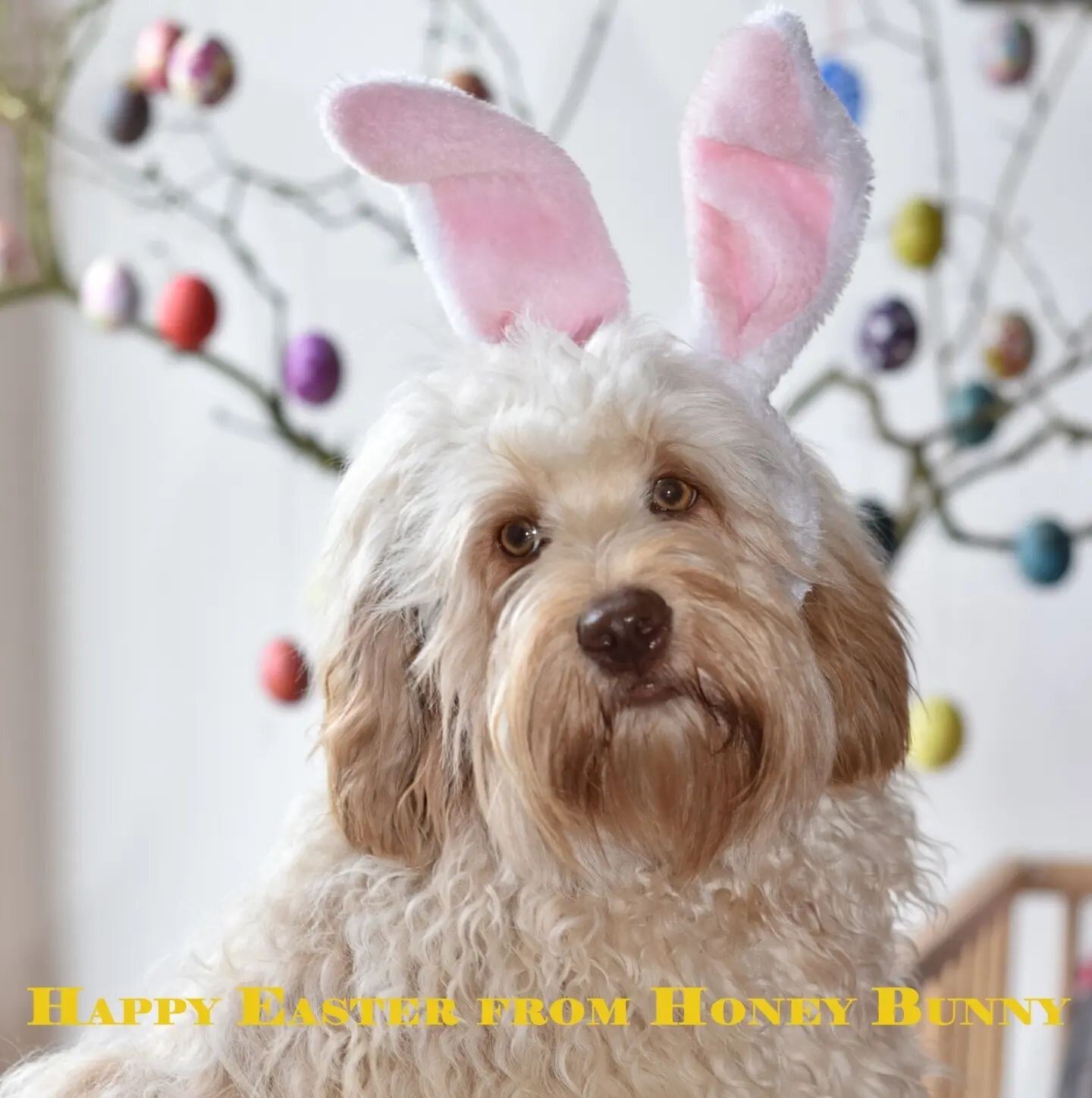 Happy Easter 🐰🐥🐕
#cobberdogpuppies #puppiesofinstagram #cobberdogsofinstagram