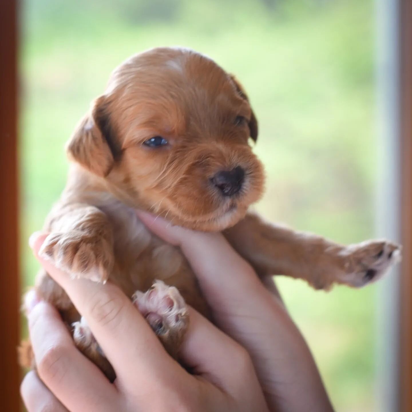 Gigi's Easter bounty litter- three weeks old today 💕🐕🌷
#cobberdogpuppies #cobberdogsofinstagram #puppiesofinstagram