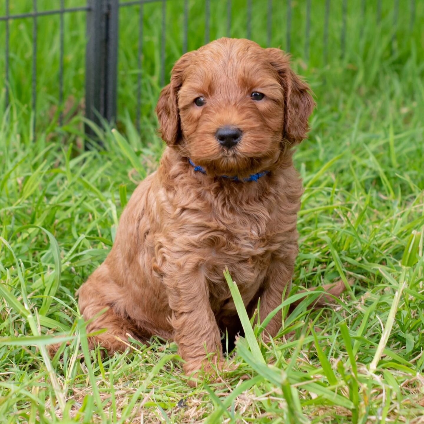 Gigi's Easter bounty litter are six weeks old today!!! Look how much they have grown 🐕💕🌻
-Limited availability
#cobberdogpuppies #cobberdogsofinstagram #cobberdogs #puppylove #puppiesofinstagram #cobberdogsireland