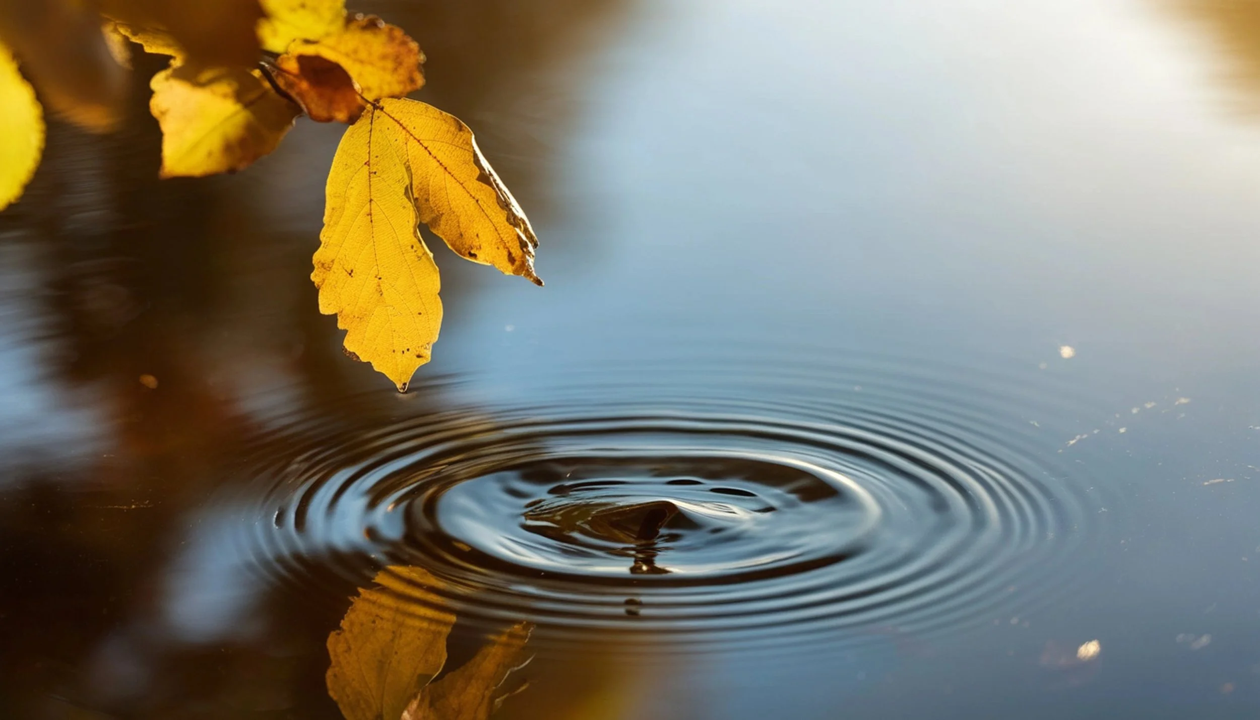 Water rings rippling outward after a drop of water lands in a calm lake.