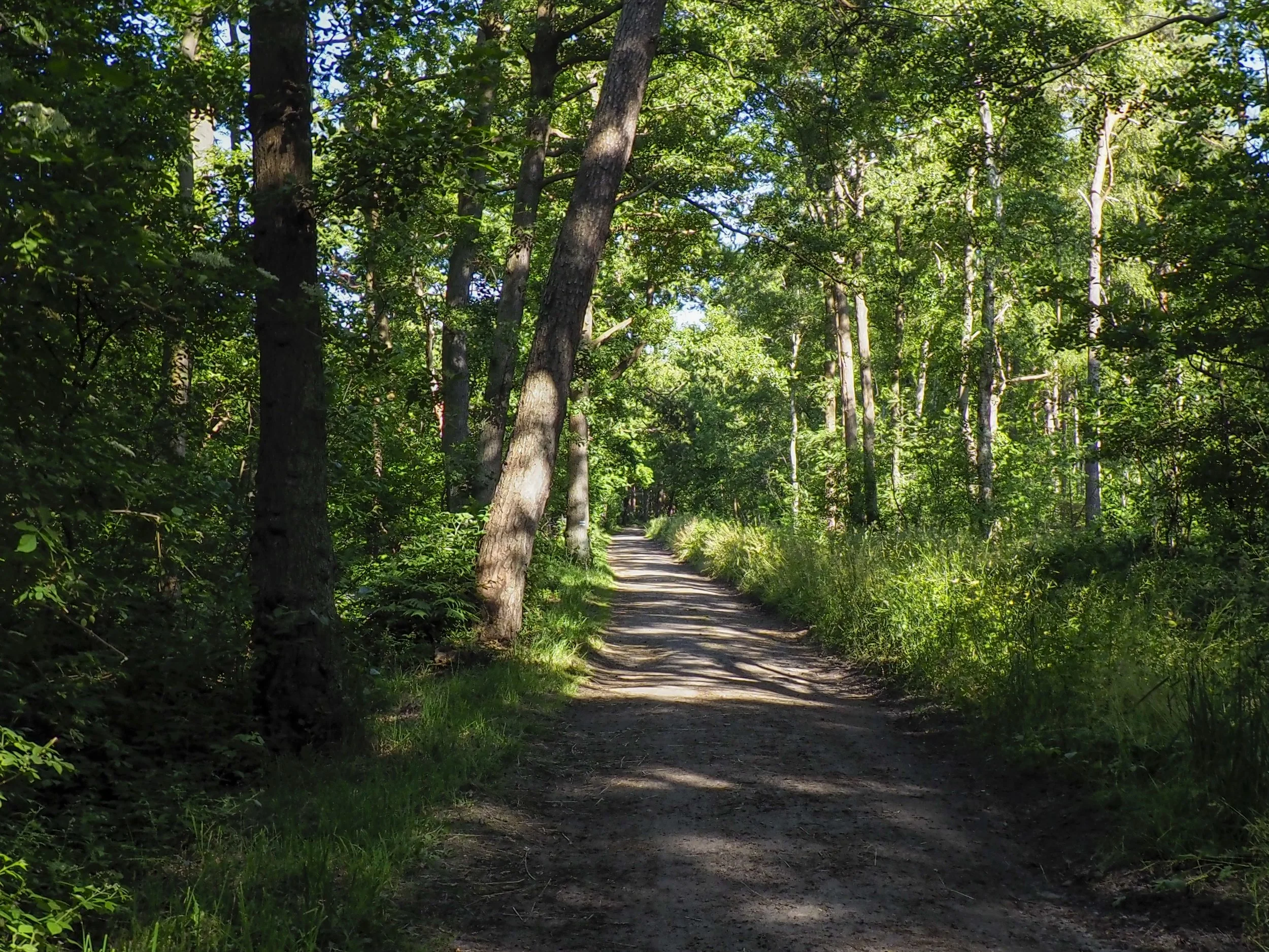 Winding forest path with sunlight filtering through the trees.