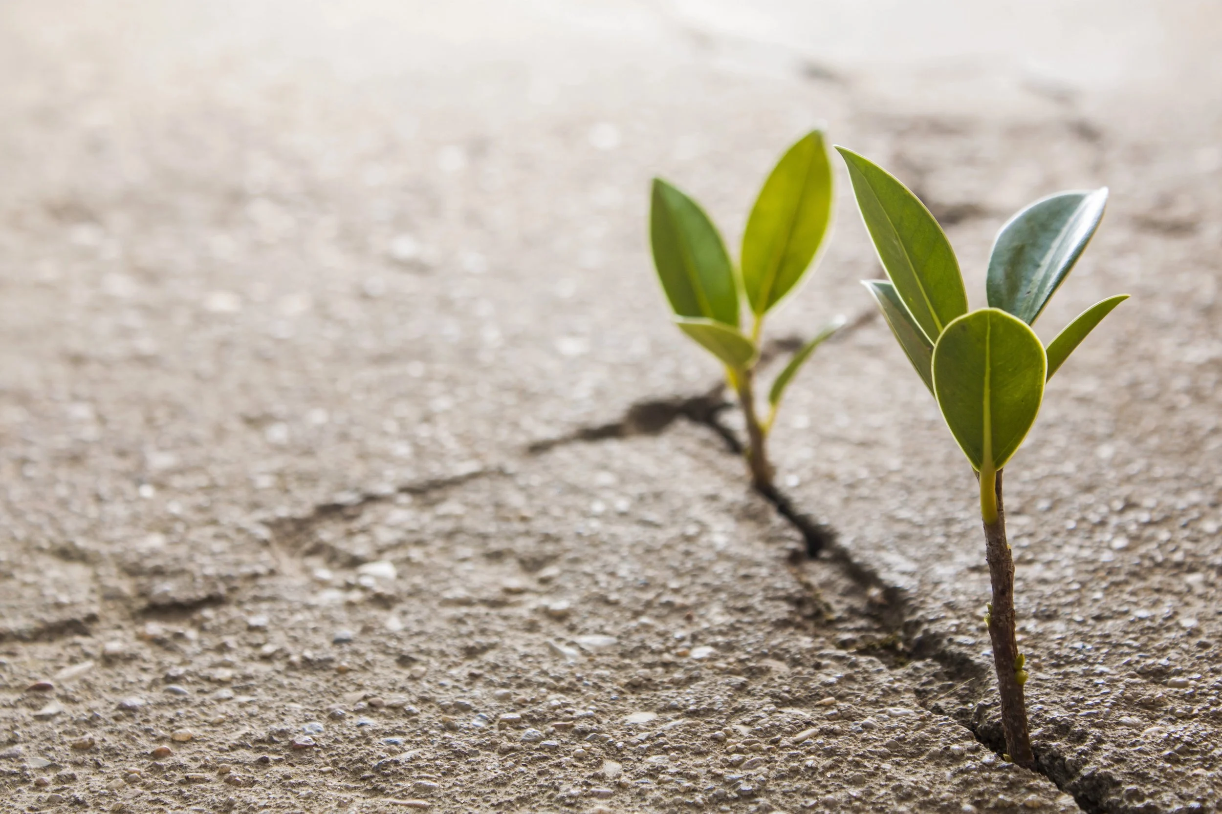 Hope must be earned. Weeds poking through a crack in asphalt.