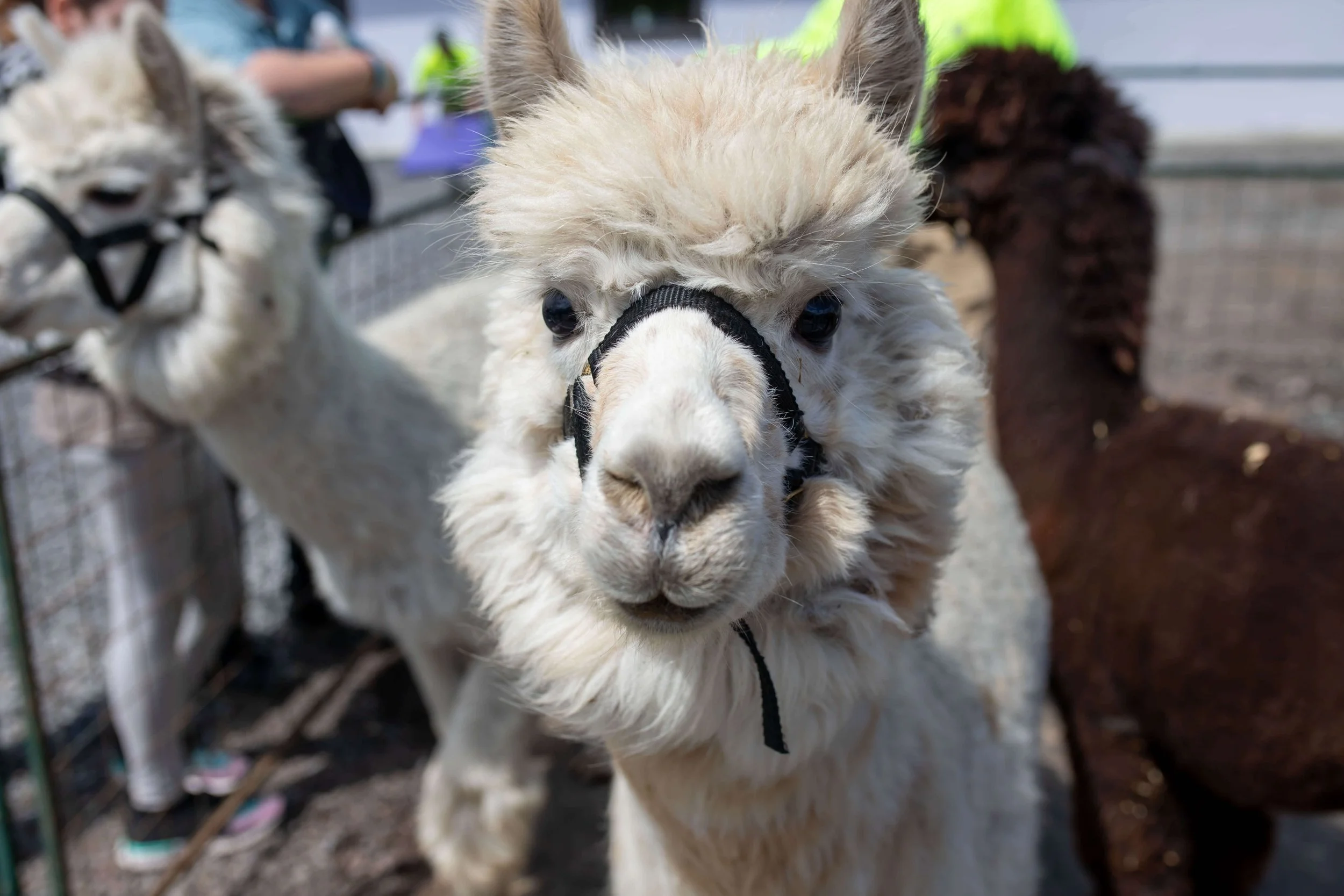 a close up of a white alpaca