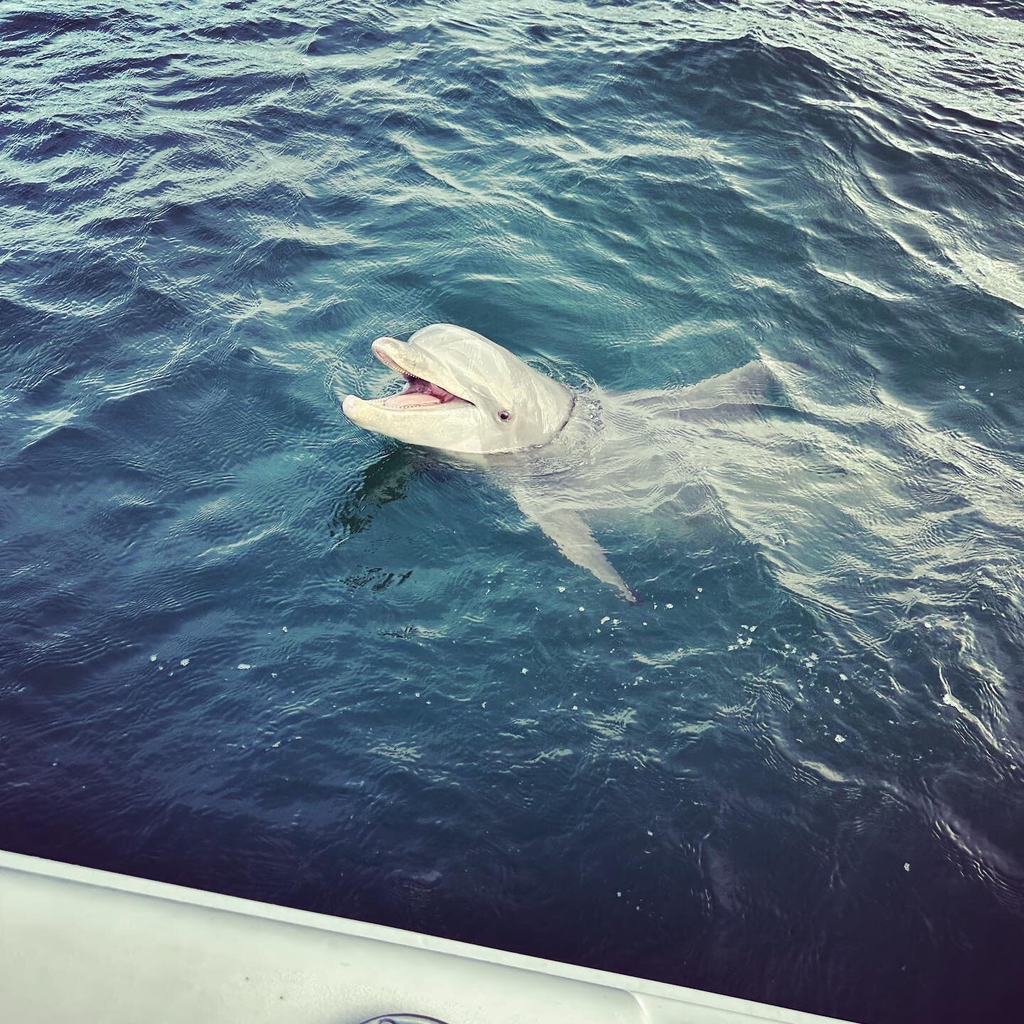 Come see our friends! #pcb #panama #panamacity #panamacitybeachflorida #panamacitybeach #dolphins #dolphin