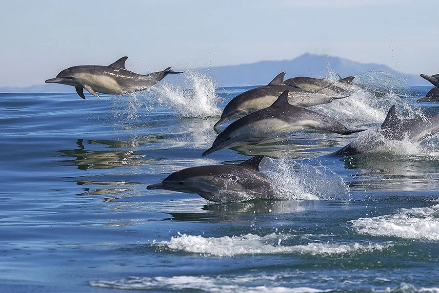 Dolphin Tour, Sunset Cruise, or Shell Island Snorkeling? Which Panama City Beach Boat Tour Is Right for You?
