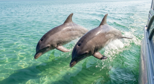 Wild bottlenose dolphins jumping beside a boat in St Andrews Bay Panama City Beach Florida clear water