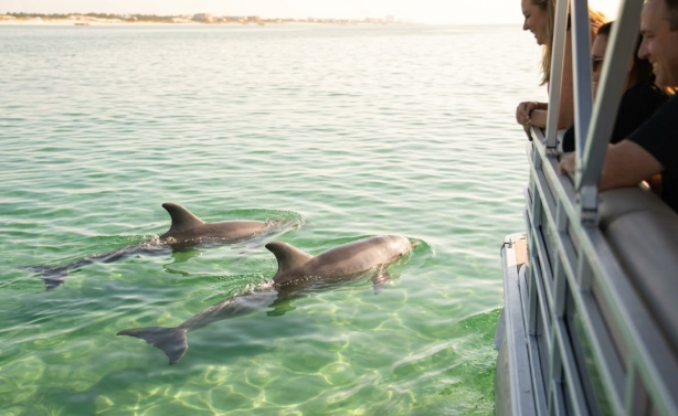 Wild bottlenose dolphins swimming close to a boat in shallow emerald water St Andrews Bay Panama City Beach