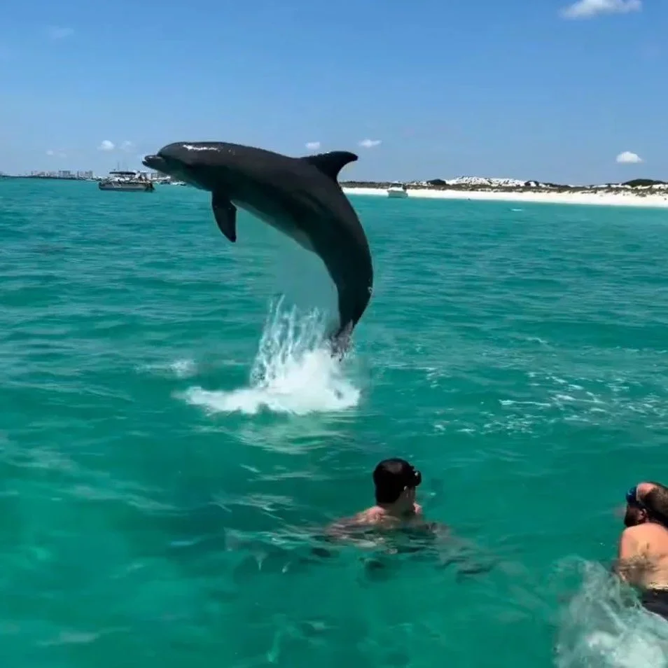 Swimming with Dolphin in Panama City Beach