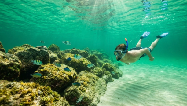 Snorkeler underwater in clear shallow emerald water near rock jetty Shell Island Panama City Beach sea life visible