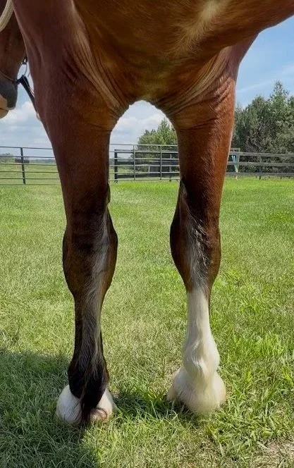 Maj+legs+front.jpg