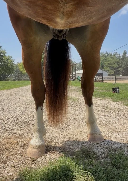 maj legs back.jpg