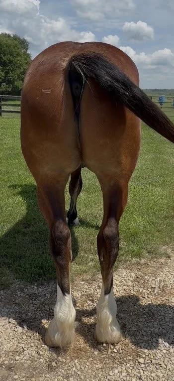 maj legs.jpg