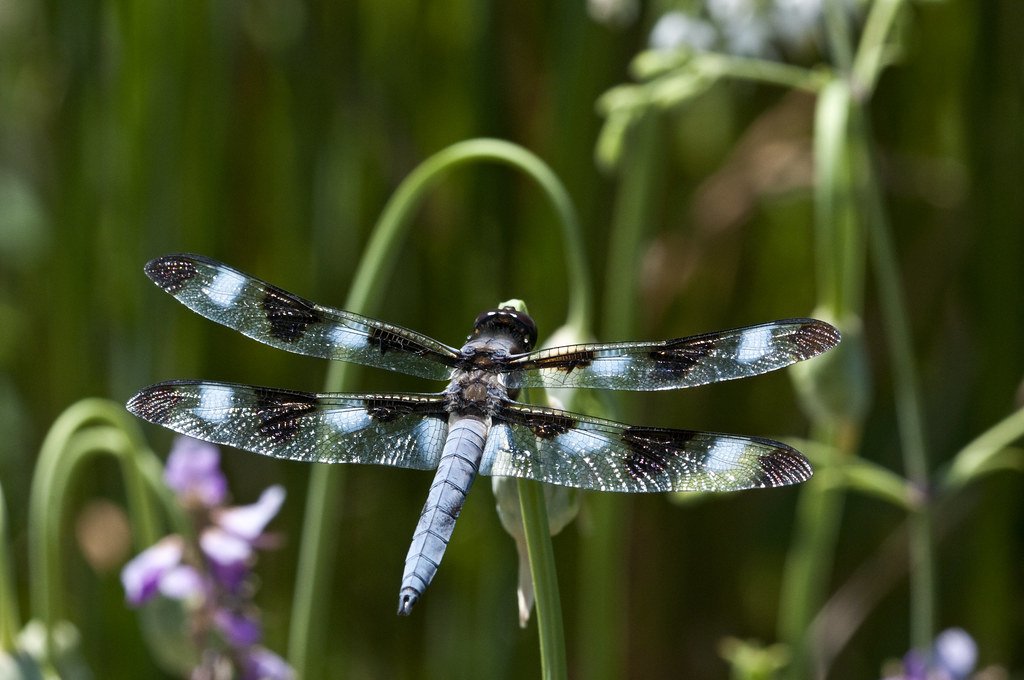 Blue Dragonfly on flower