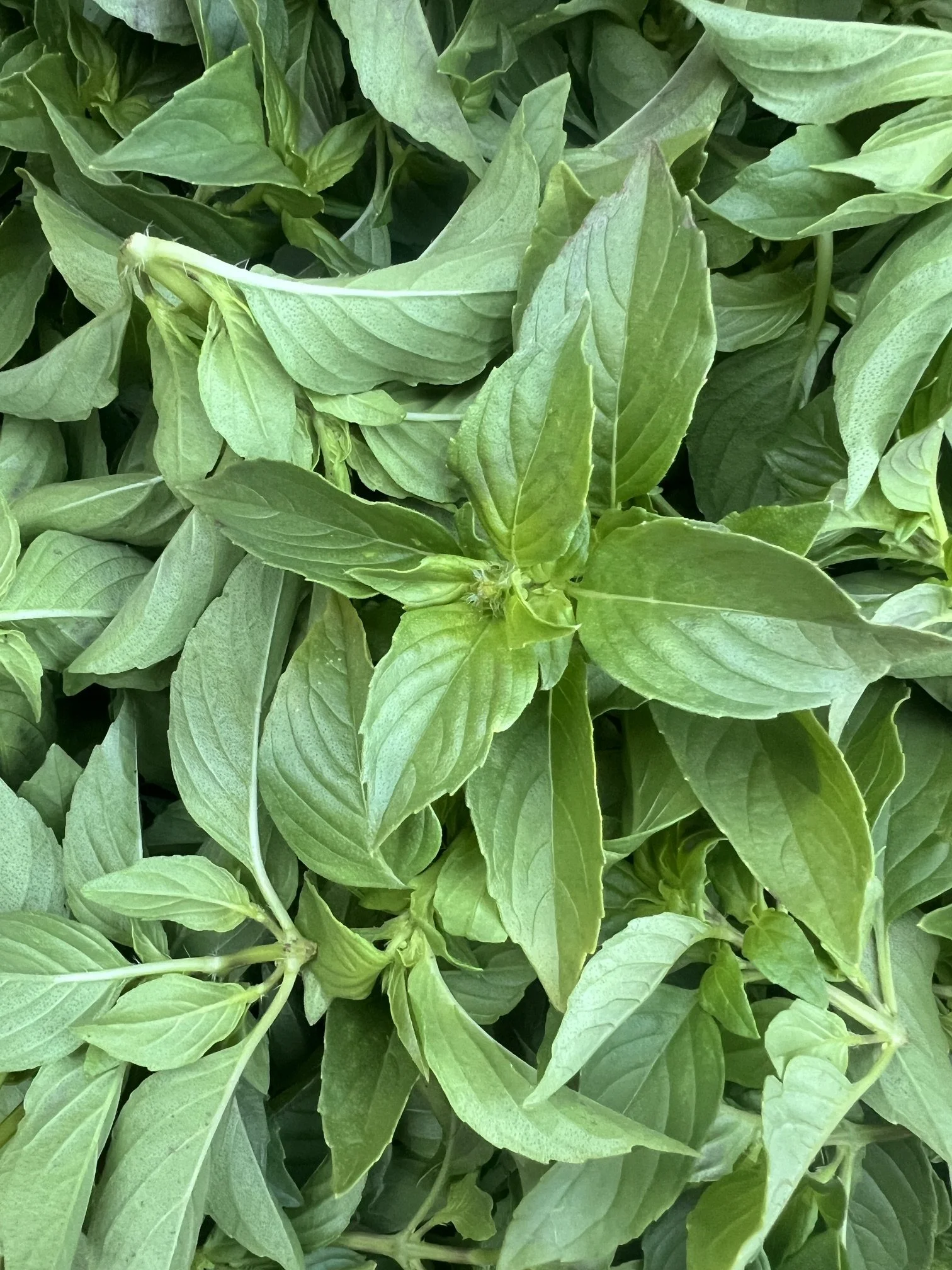 lemon basil.jpeg