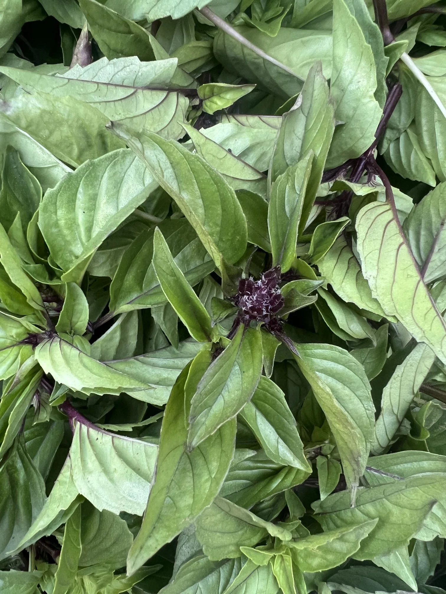 cinnamon basil tops.jpeg