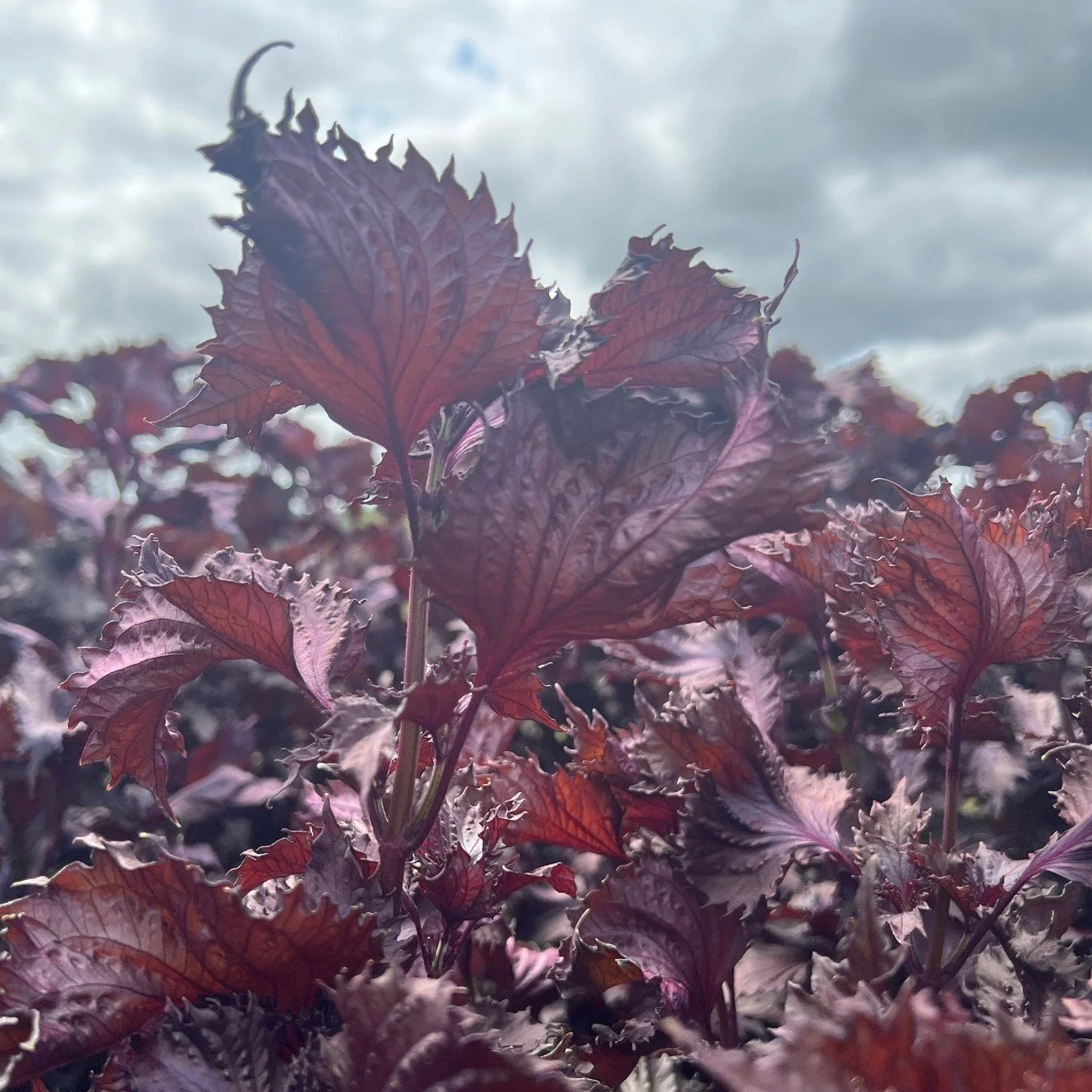red shiso.jpg