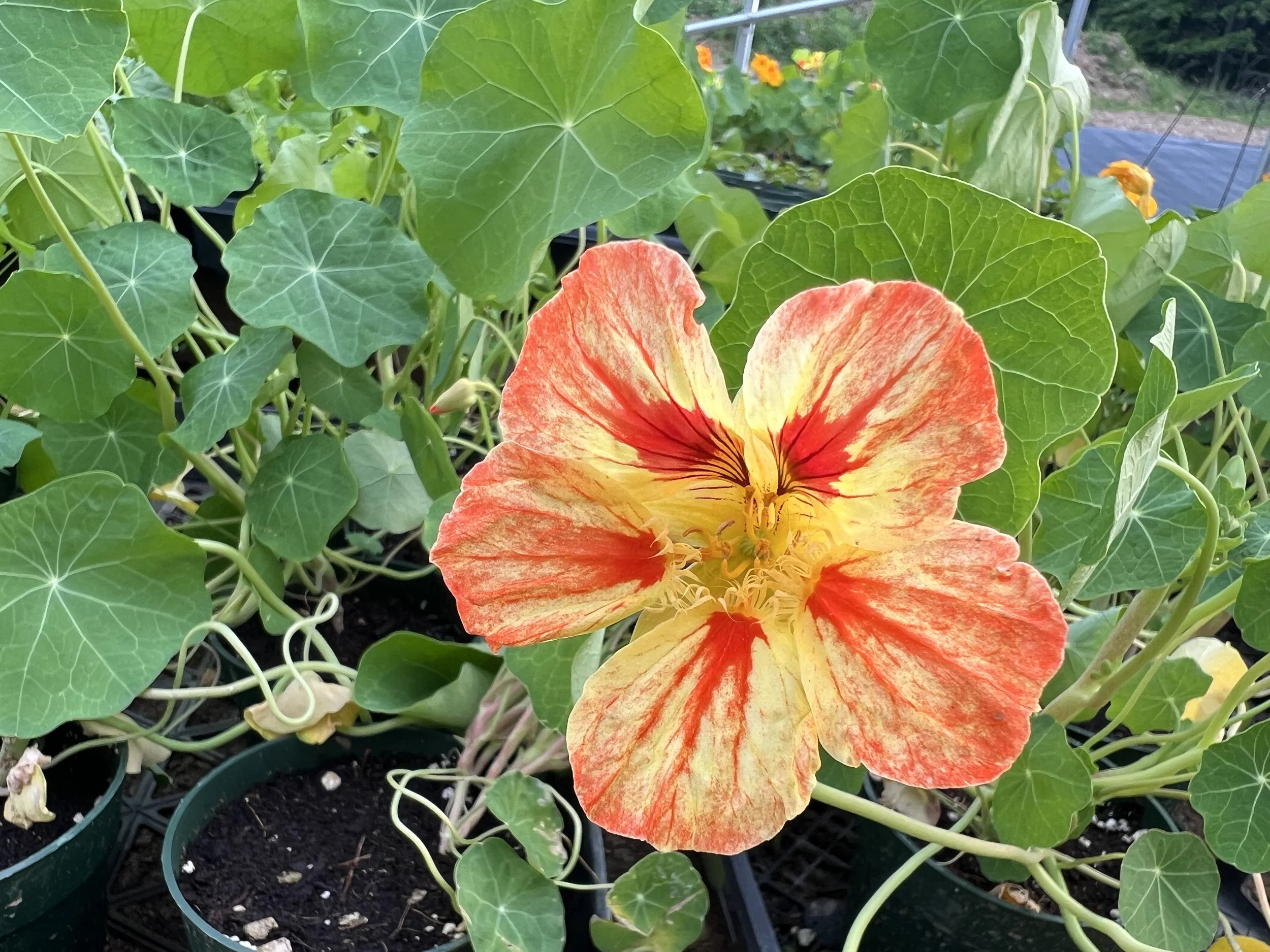 Plant Care