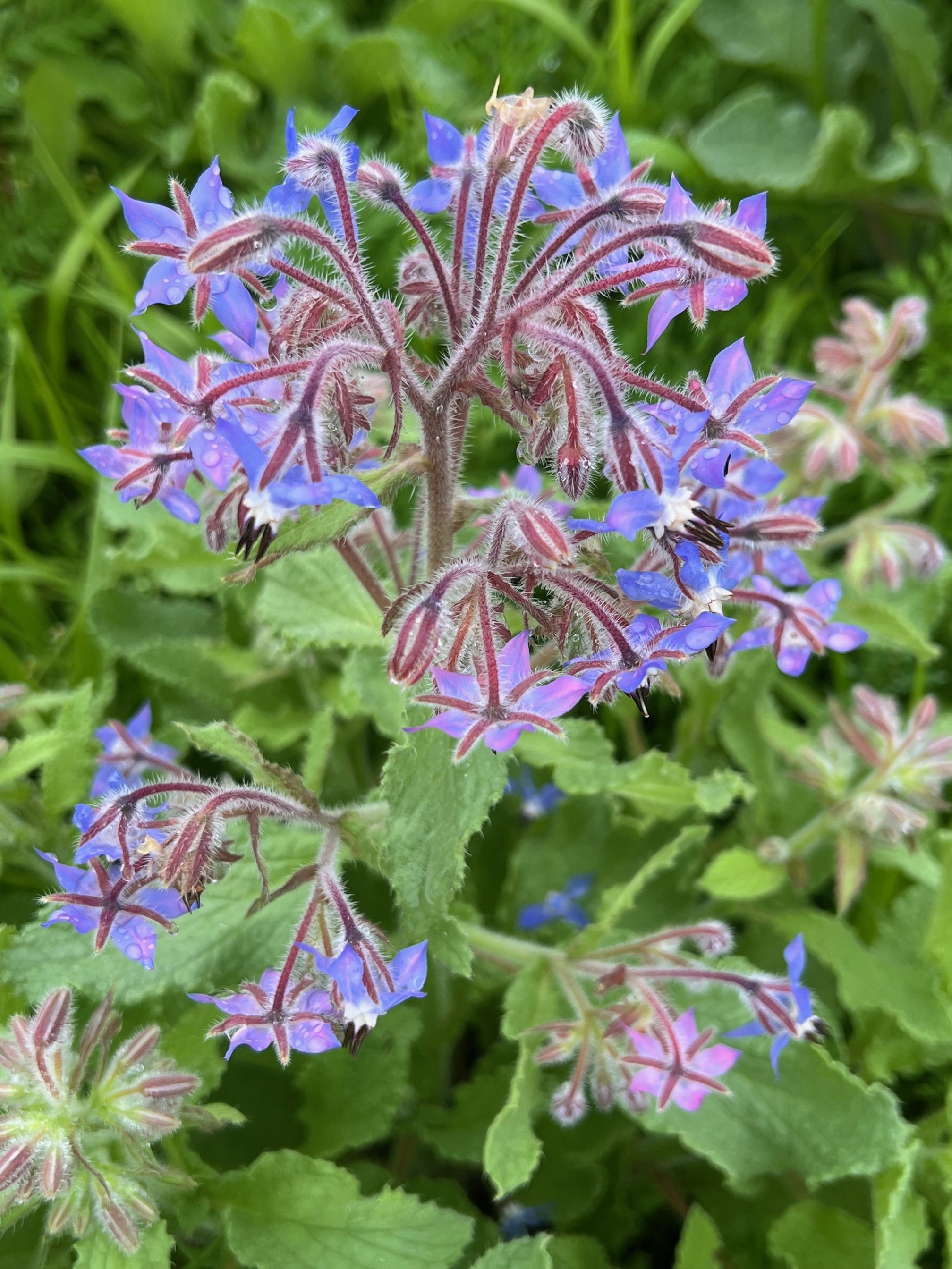 borage 2025 flower.jpg