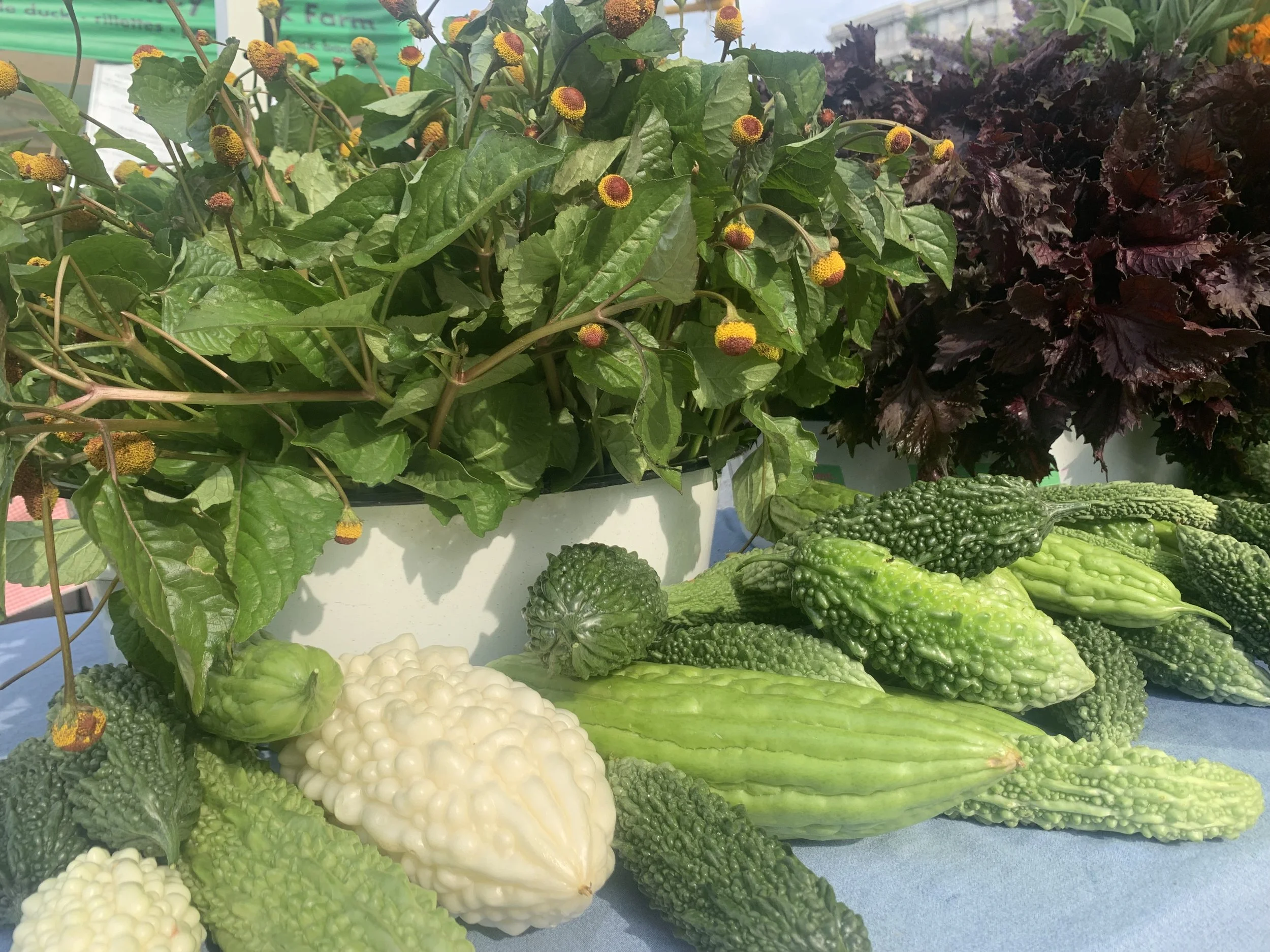 Fresh Harvest Tips