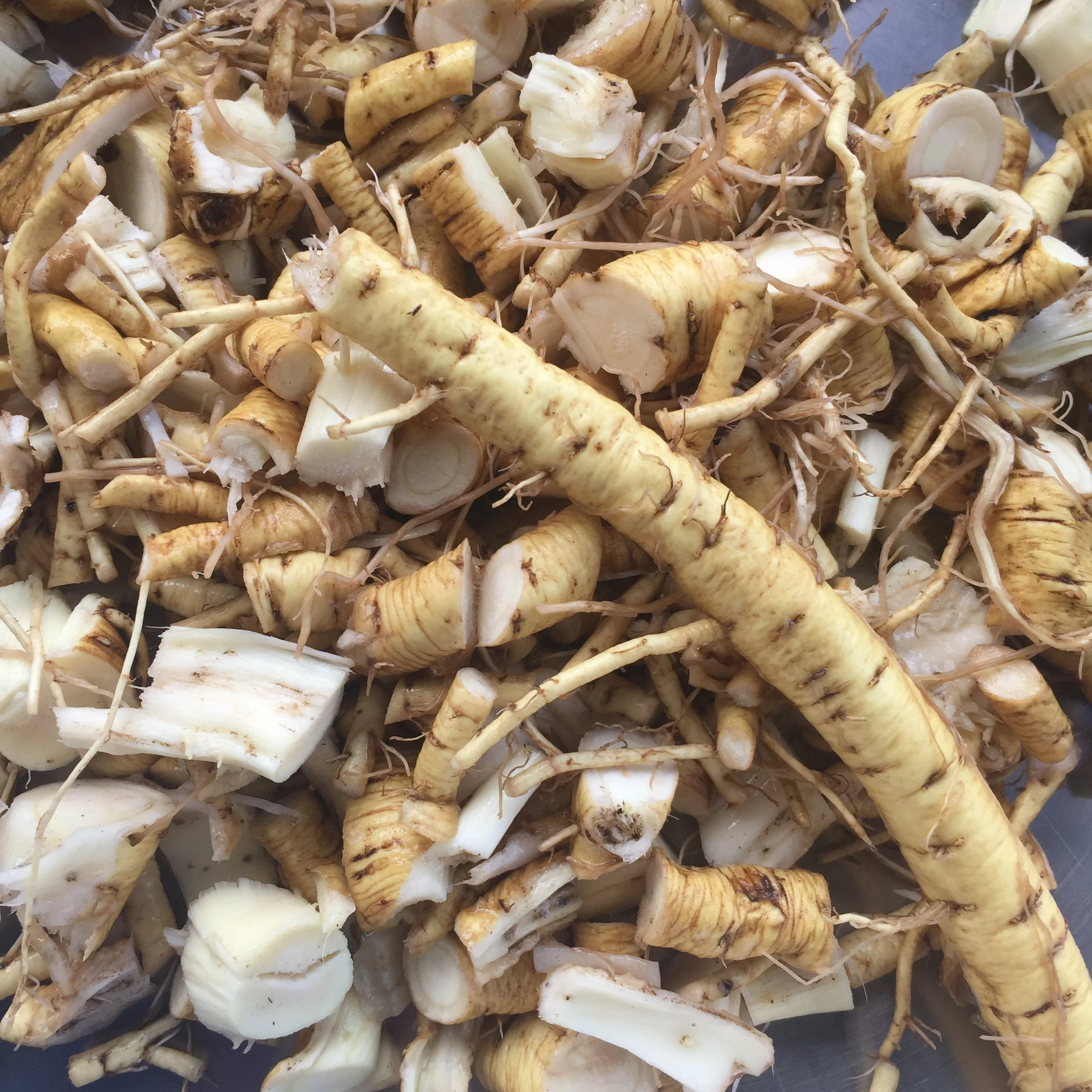 marshmallow root.JPG