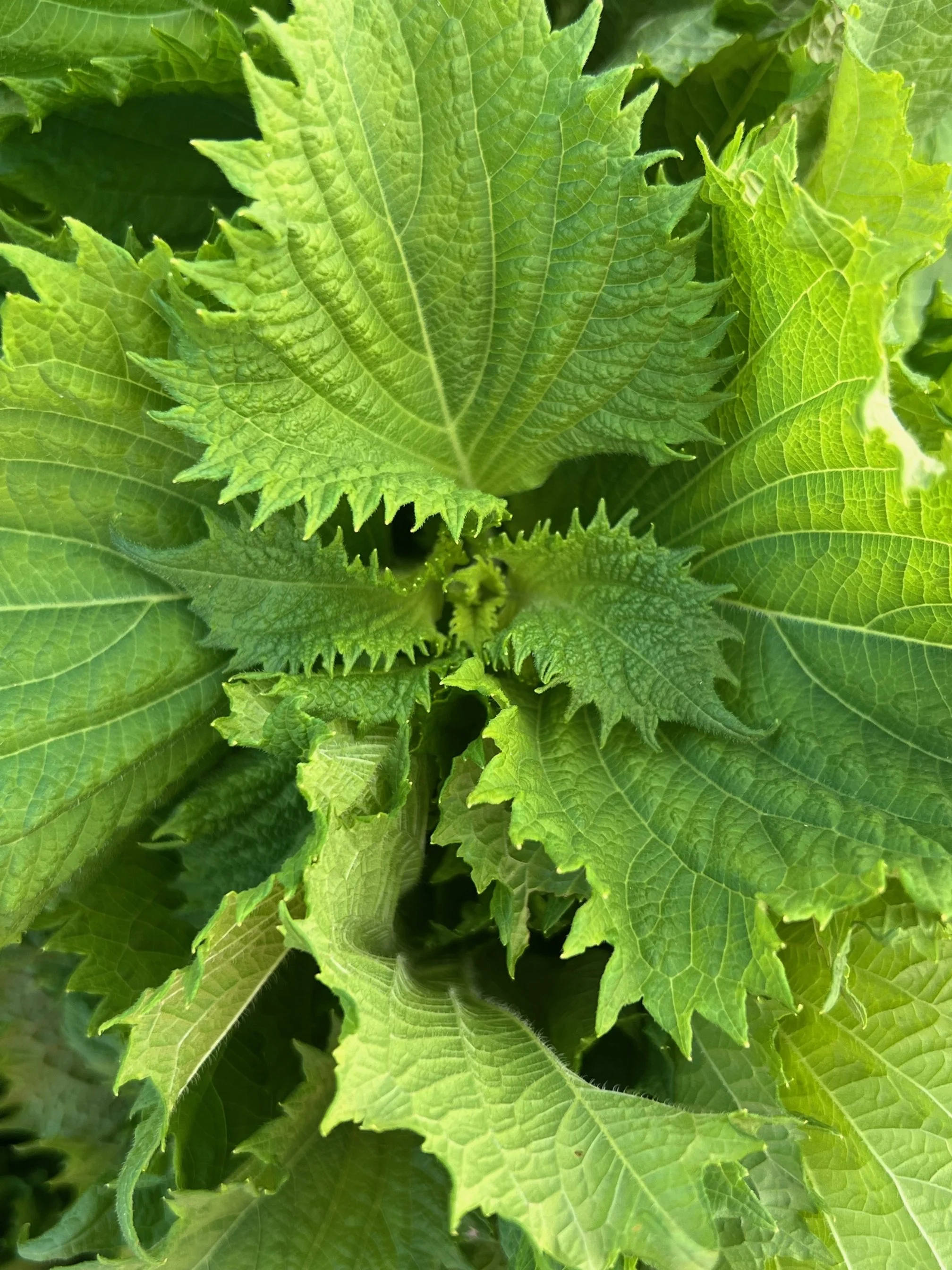 Shiso, Green