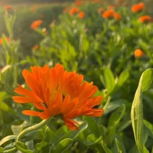 Calendula