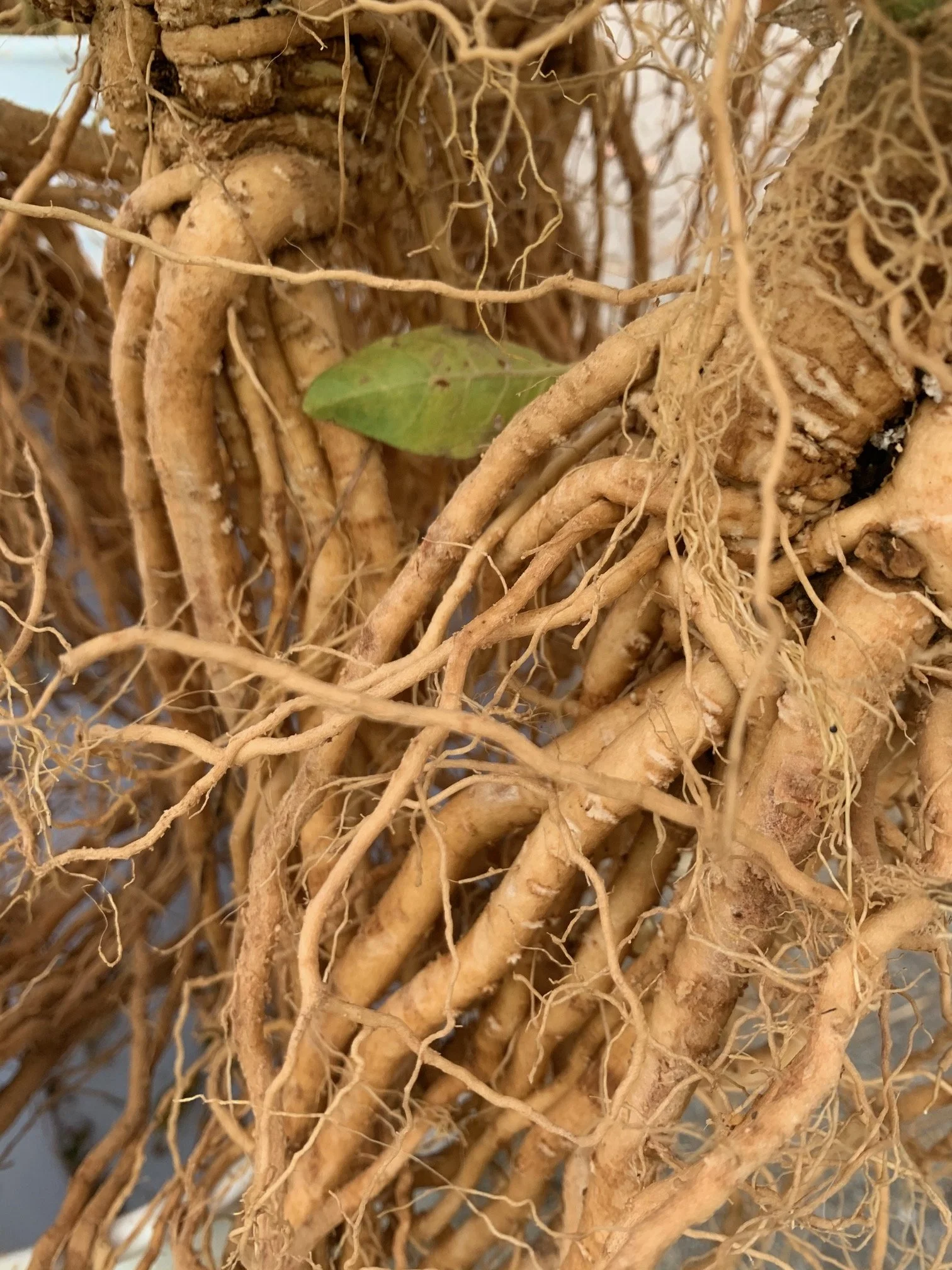 ash root.jpeg
