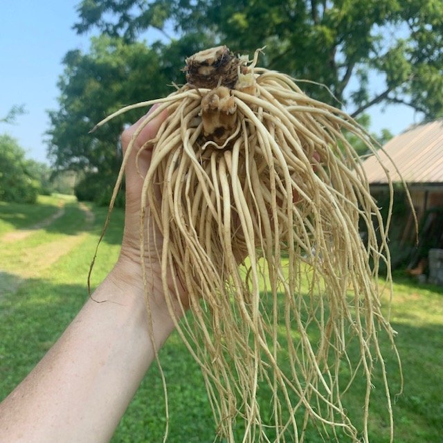 valerian root.jpg