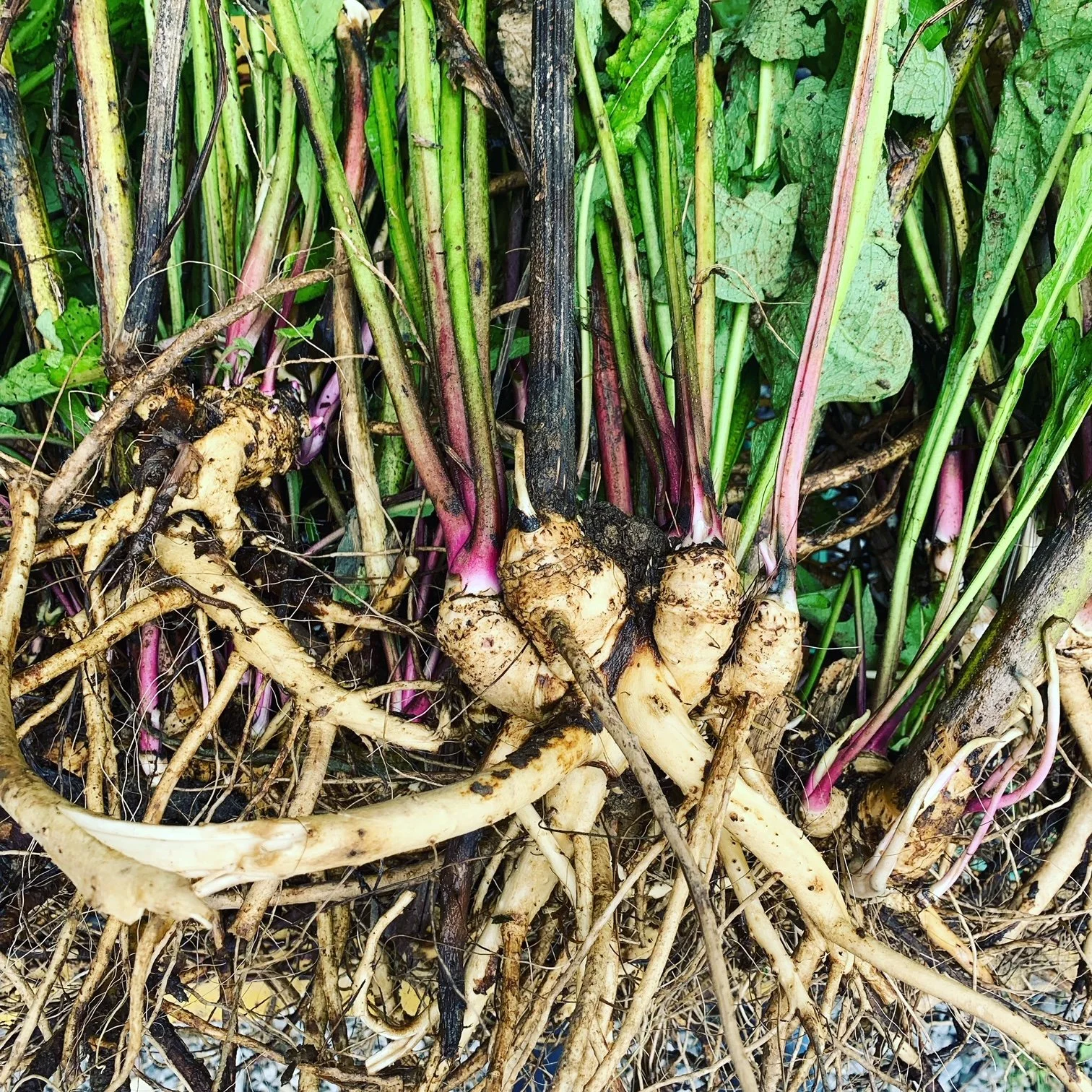Elecampane Root