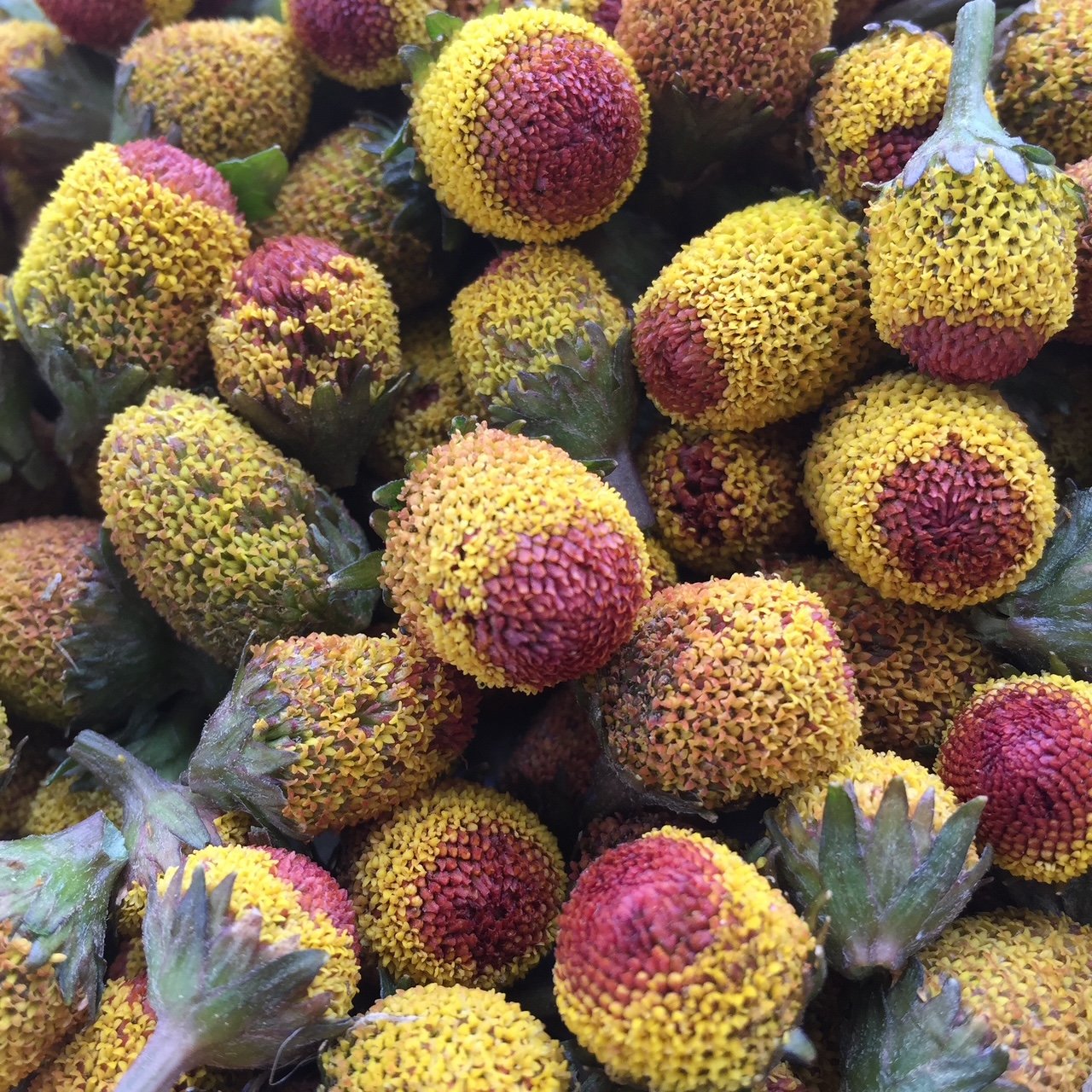 Spilanthes Flower