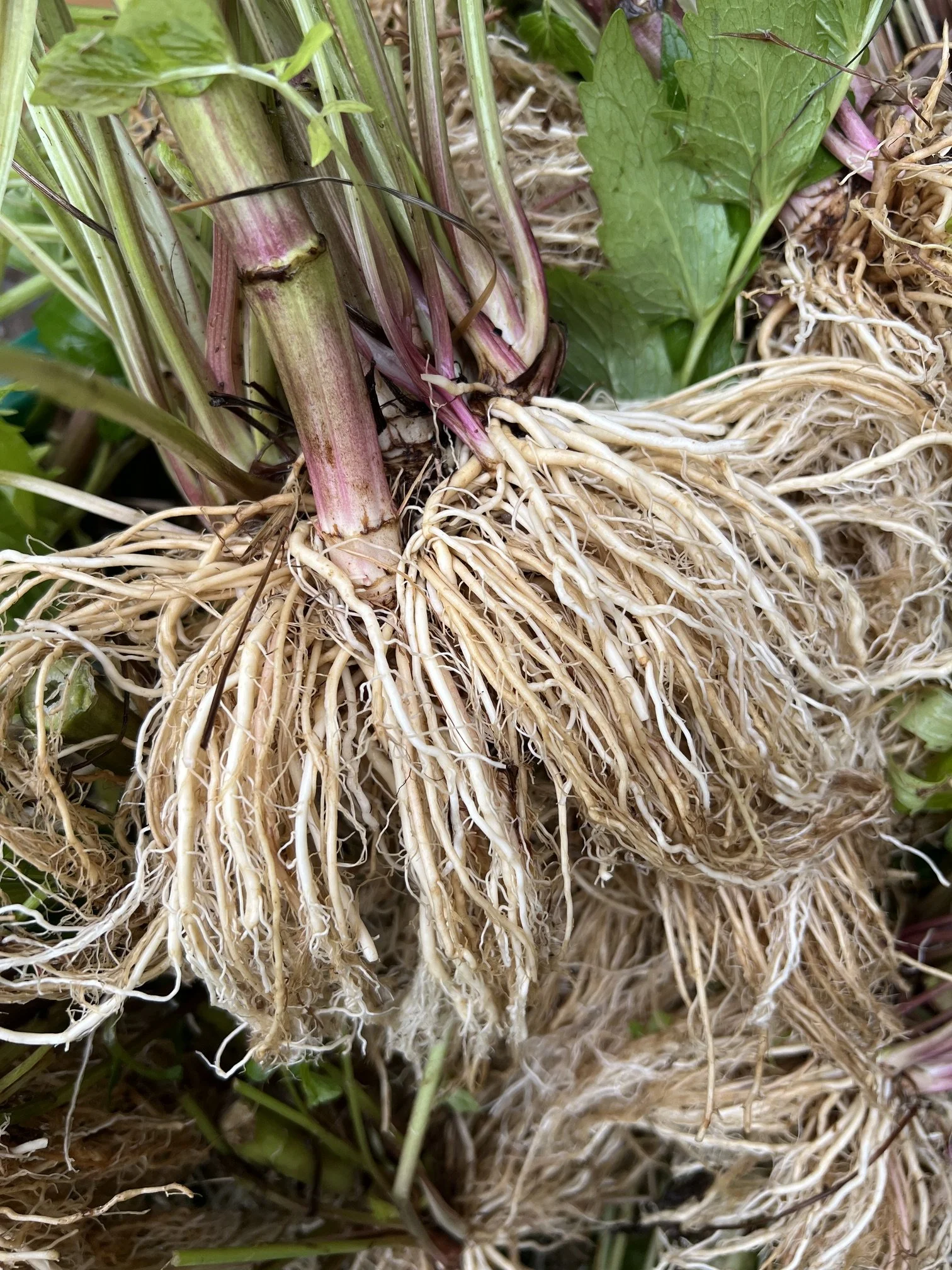 valerian root 2026.jpeg