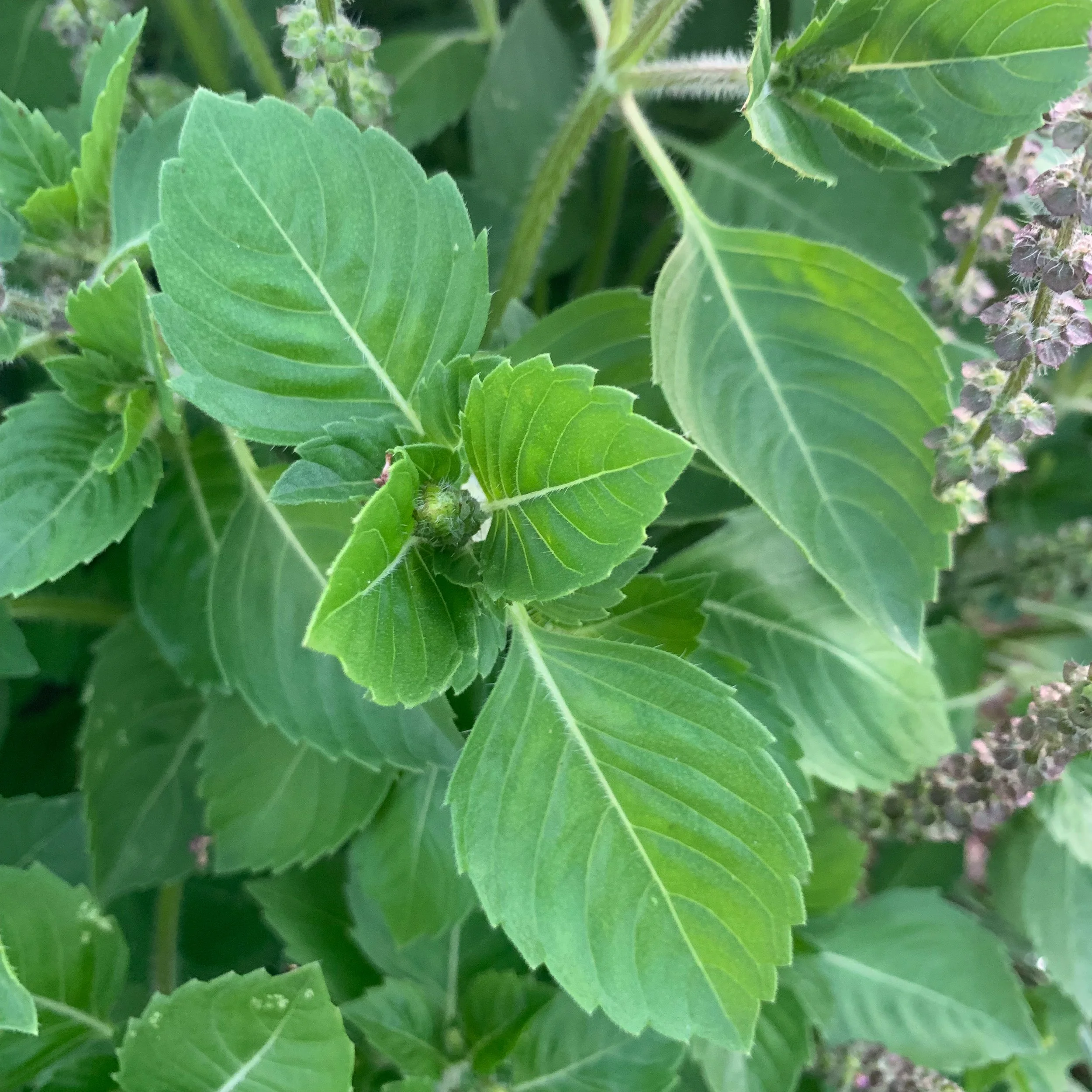 Tulsi (Holy Basil), Temperate