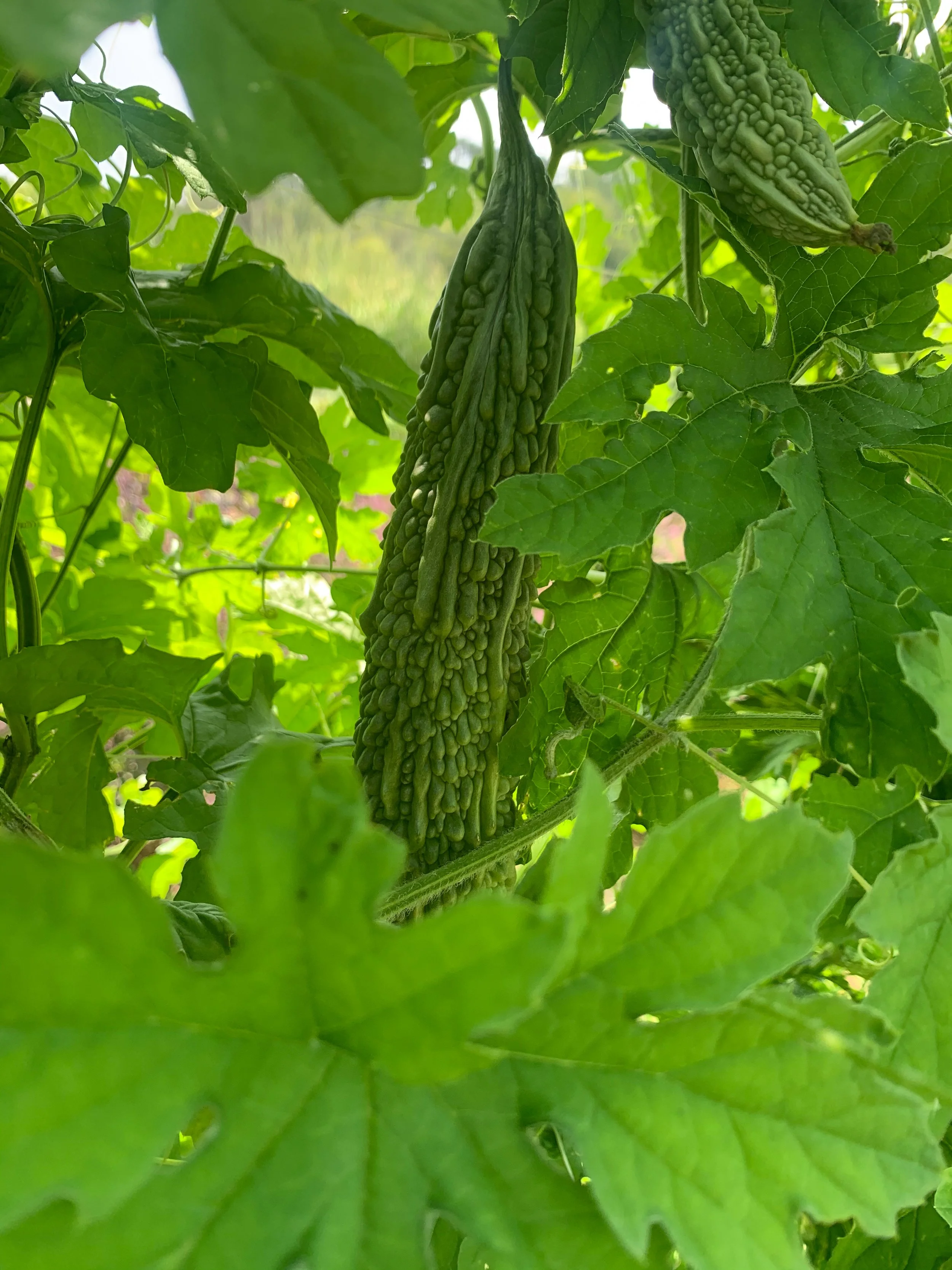 Bitter Melon