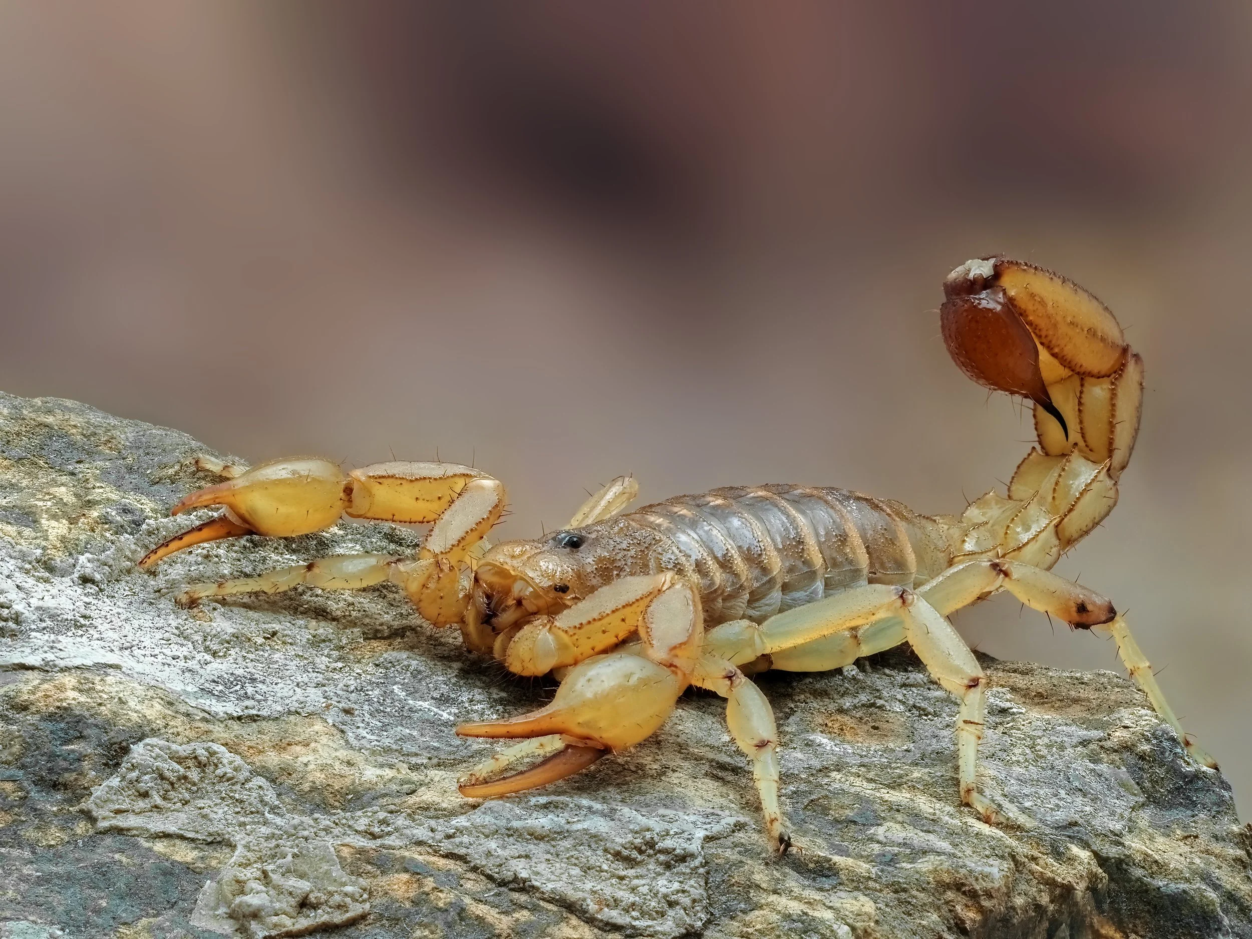 AdobeStock_554592500.jpeg