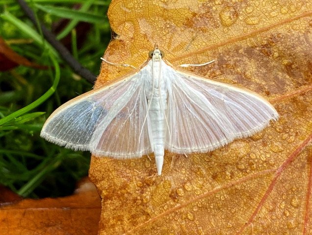 A record count of palpita vitrealis IN HAMPSHIRE