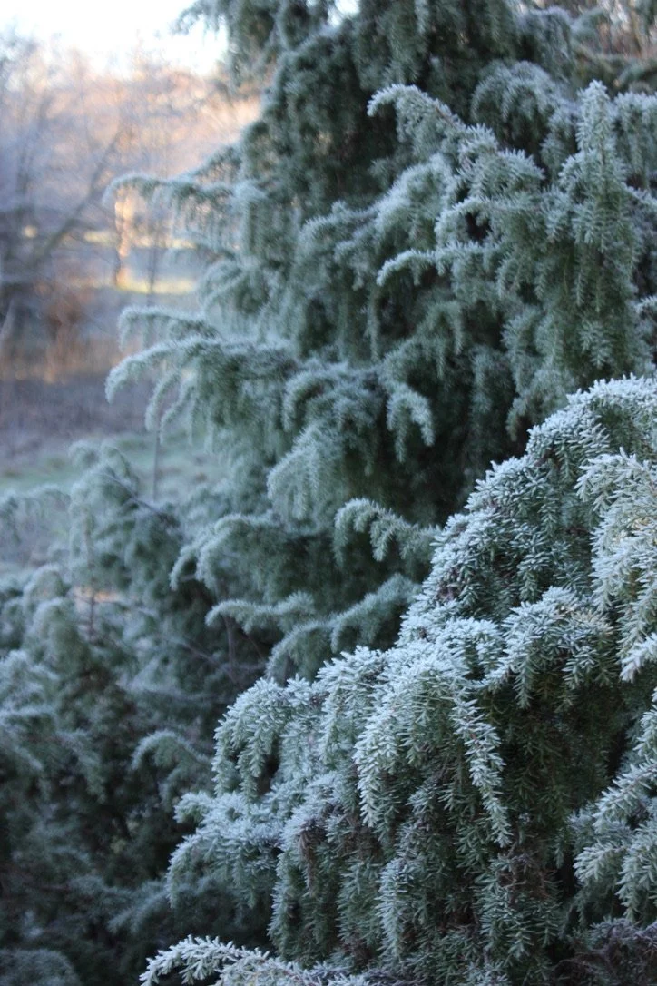 The Holly and the Ivy