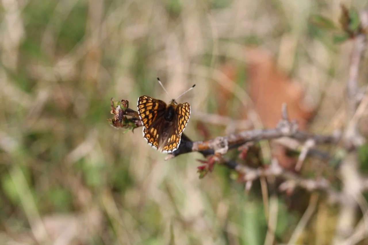 Duke of Burgundy