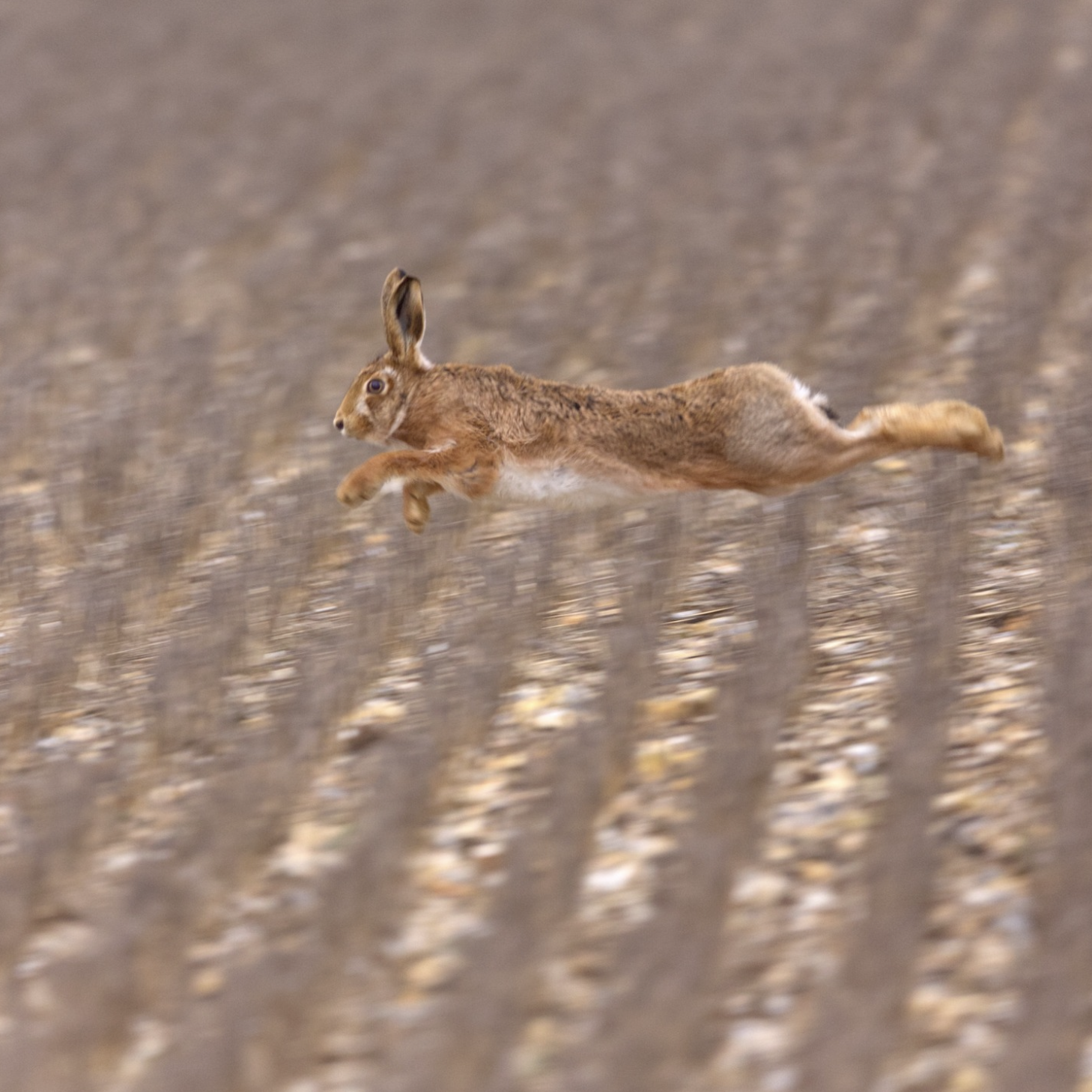 Hare at Cholderton by Jenny Grewal