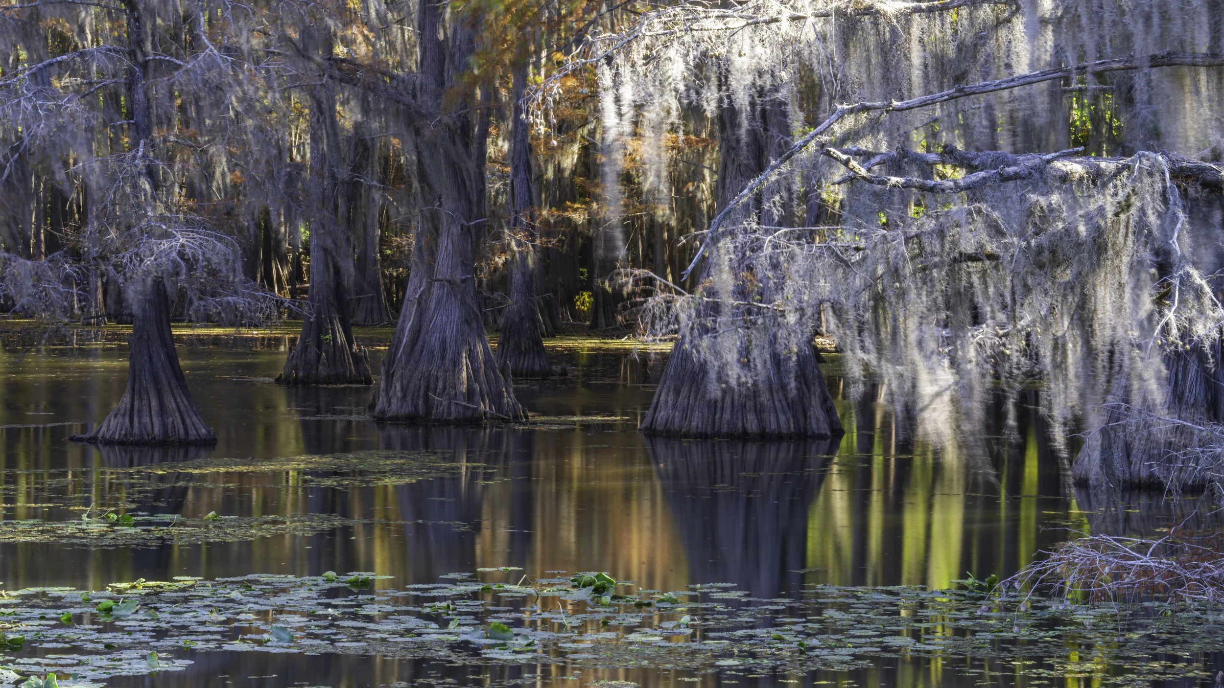 Caddo Reflections 2.jpg
