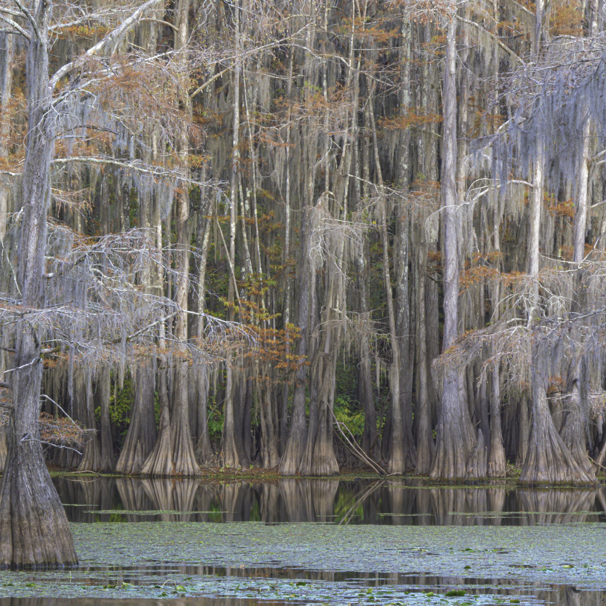 Caddo reflections.jpg
